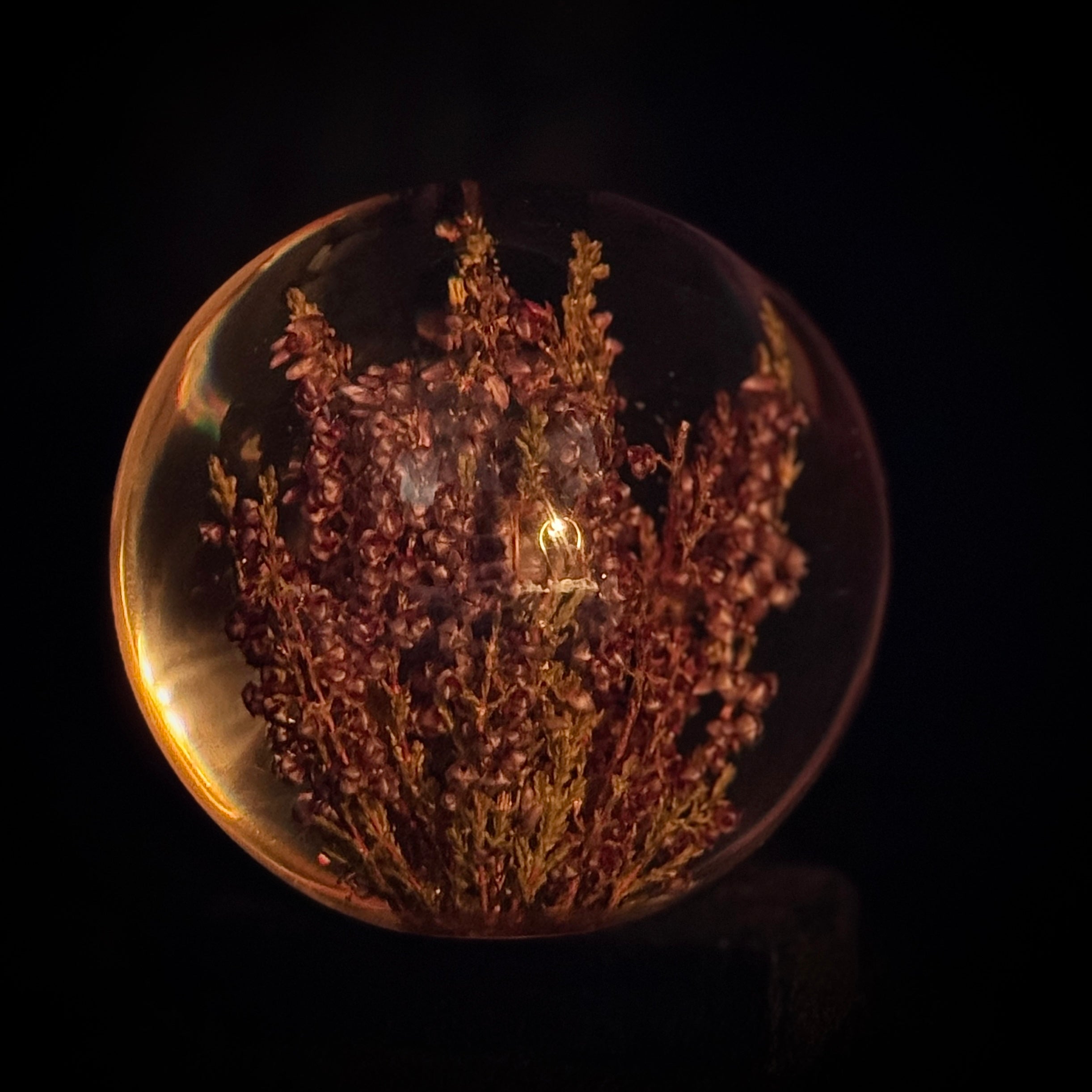 Lucite paperweight encasing real heather plant