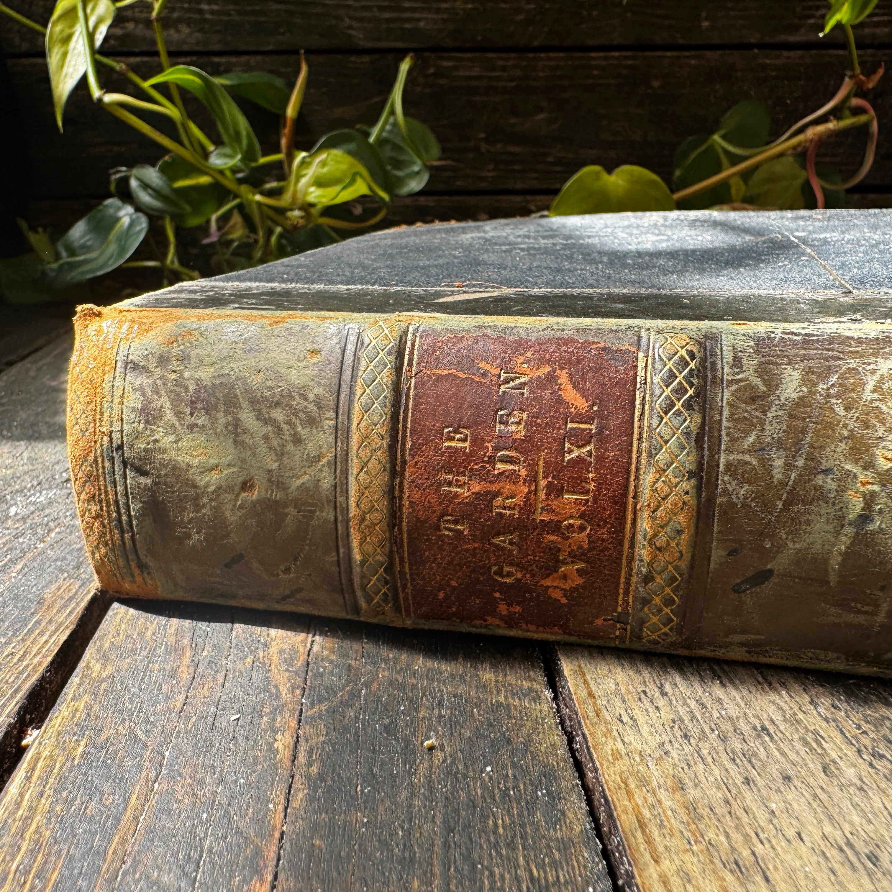 Leather bound Volume XI The Garden Illustrated Weekly, 1877