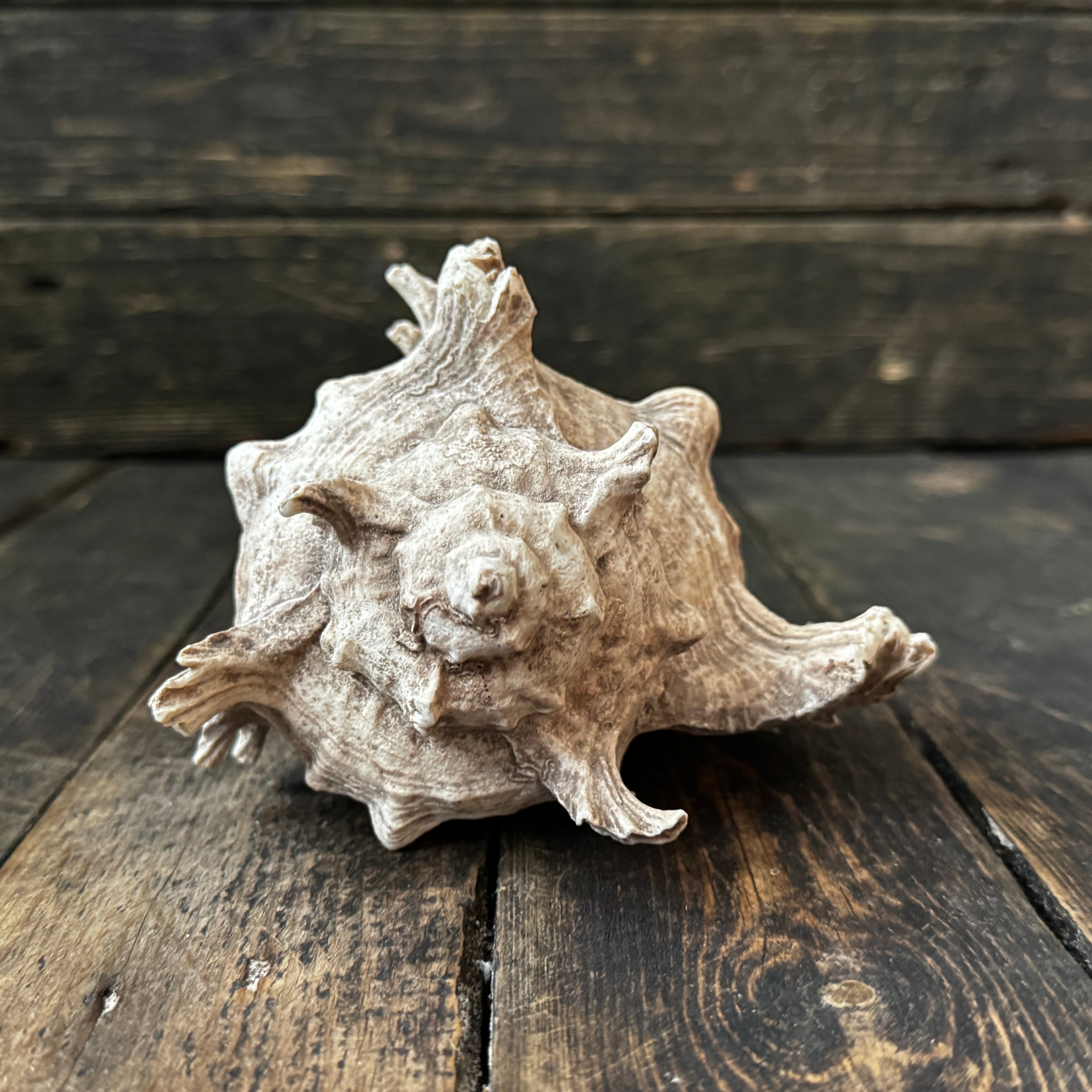 Large Murex Seashell