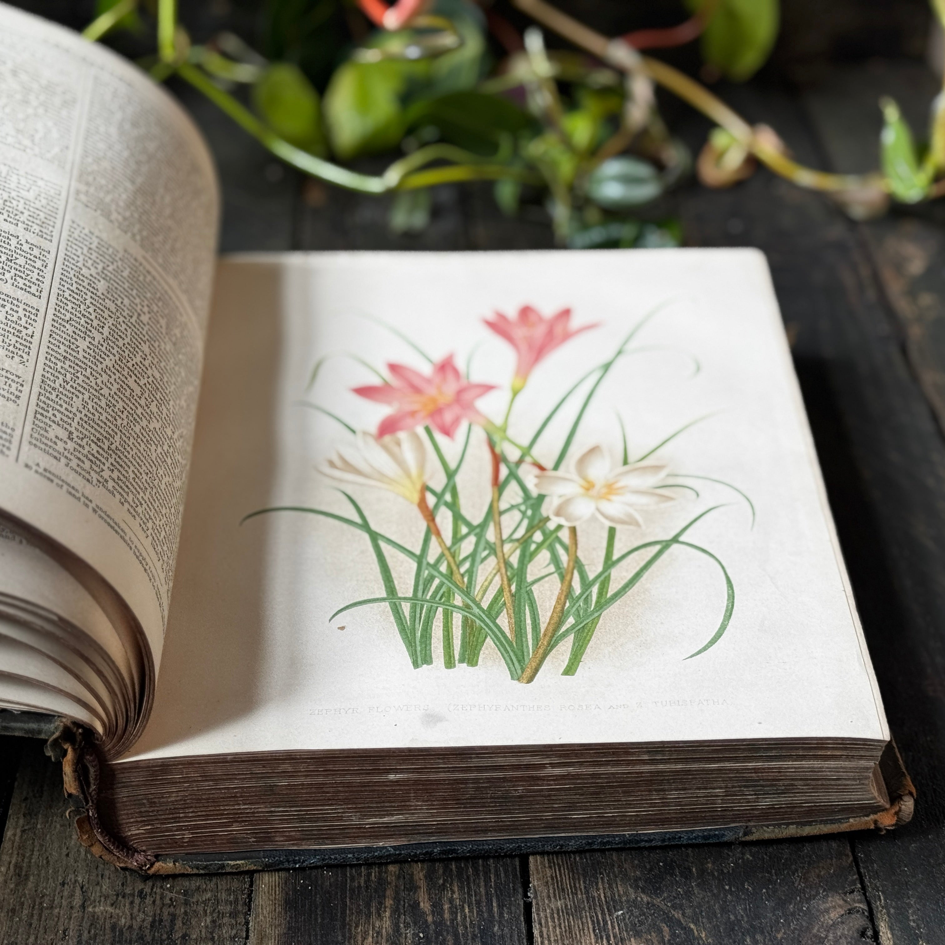 Leather bound Volume XII The Garden Illustrated Weekly