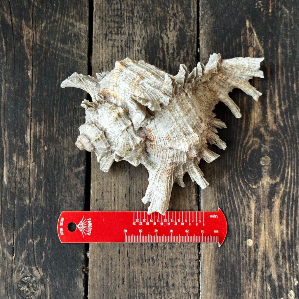 Large Murex Seashell
