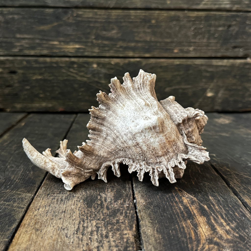 Large Murex Seashell