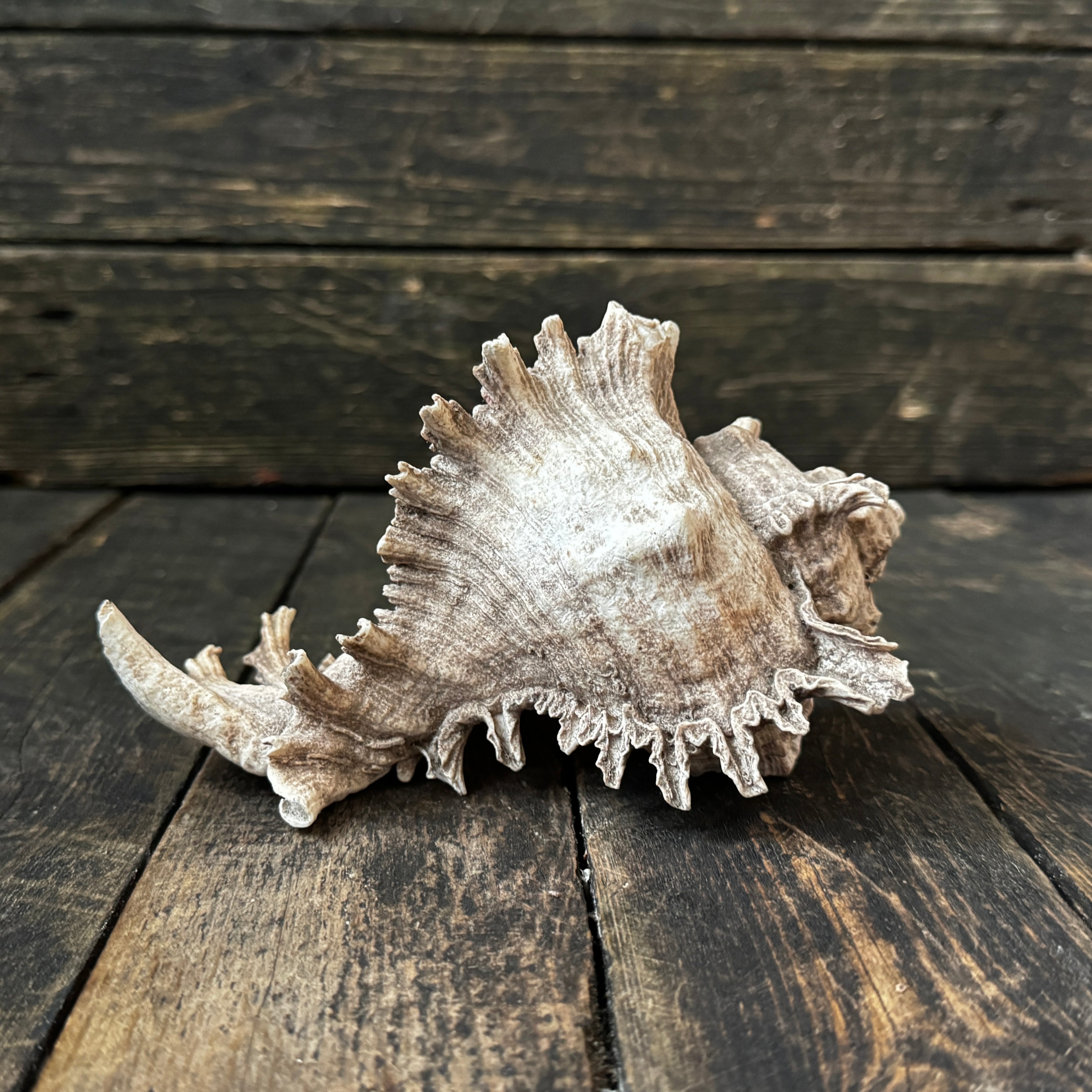 Large Murex Seashell