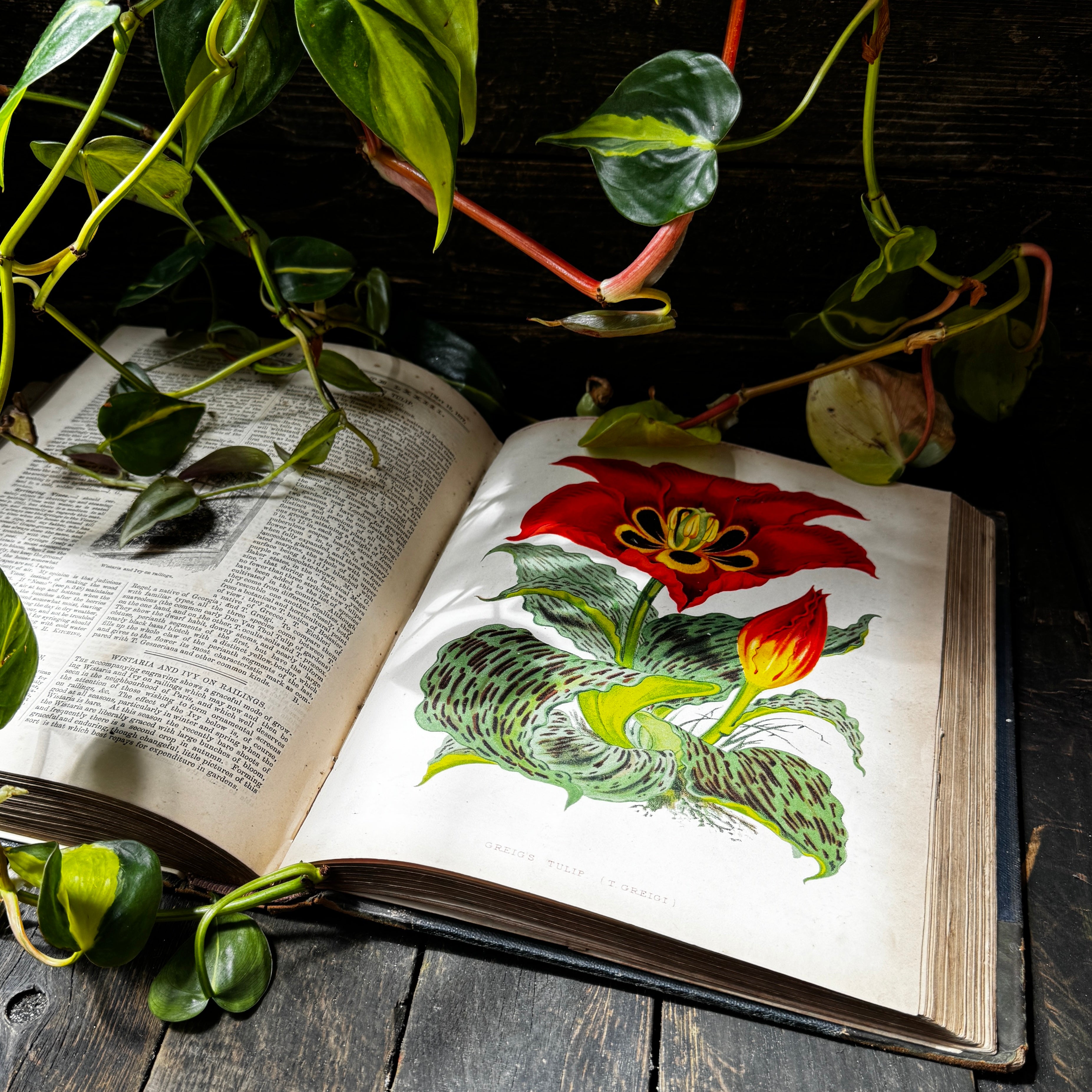 Leather bound Volume XI The Garden Illustrated Weekly, 1877