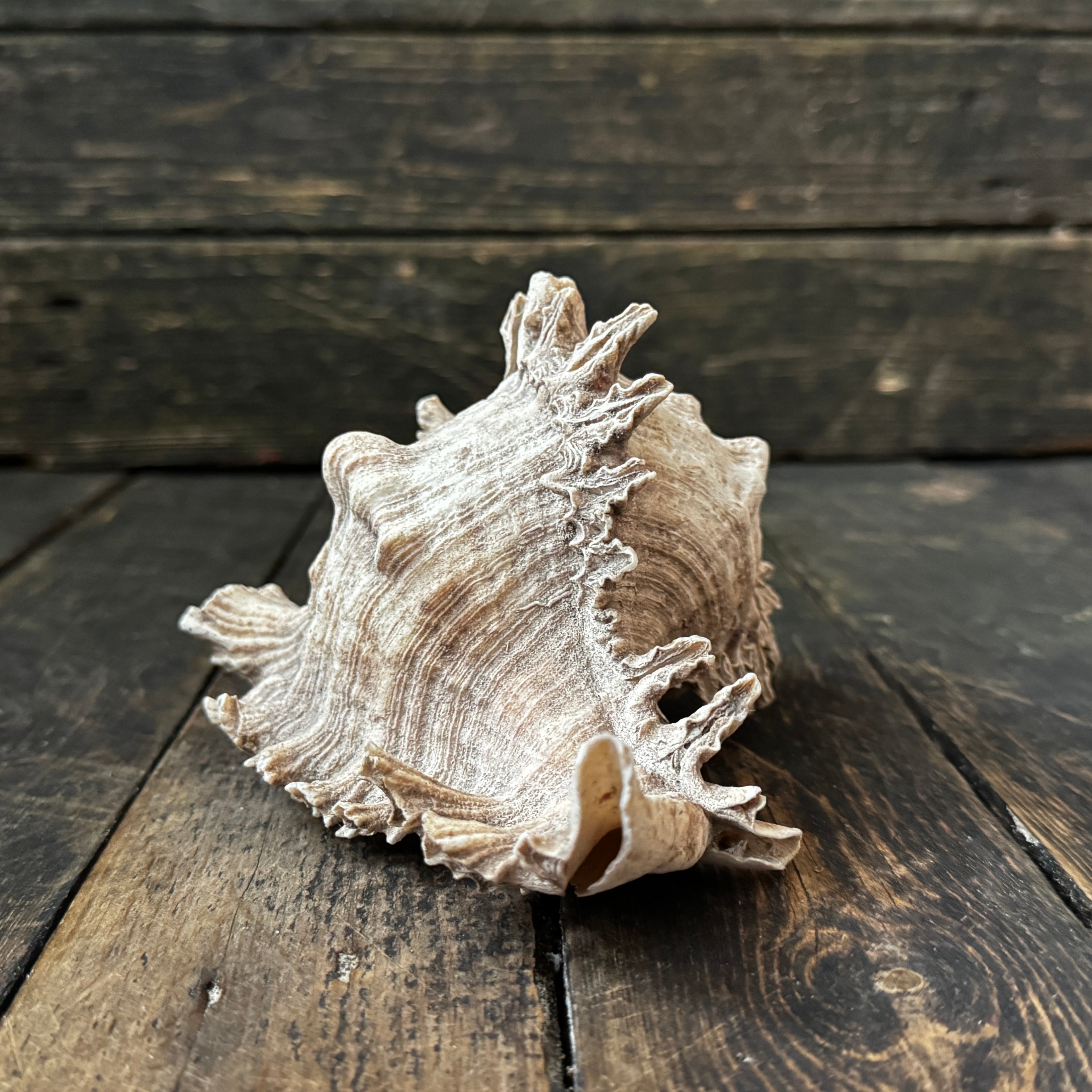 Large Murex Seashell