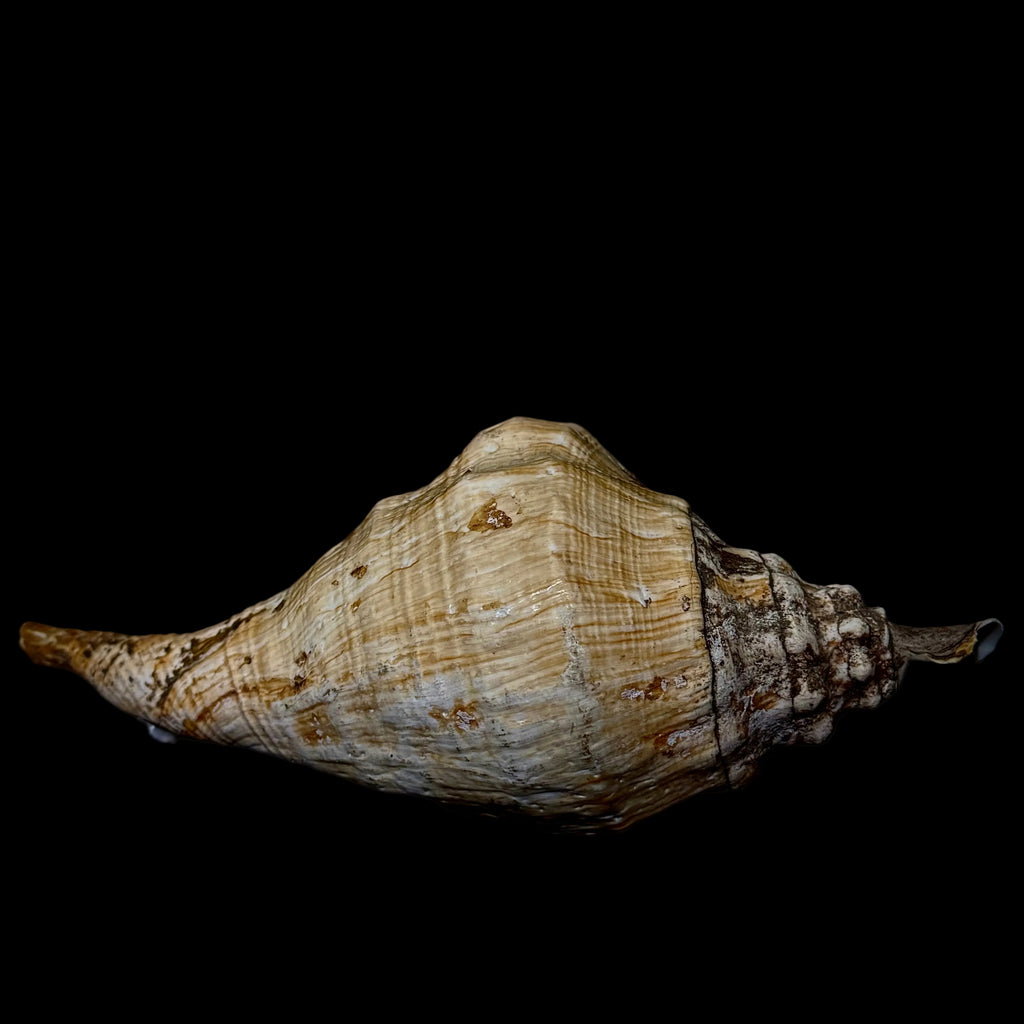 Large Seashell