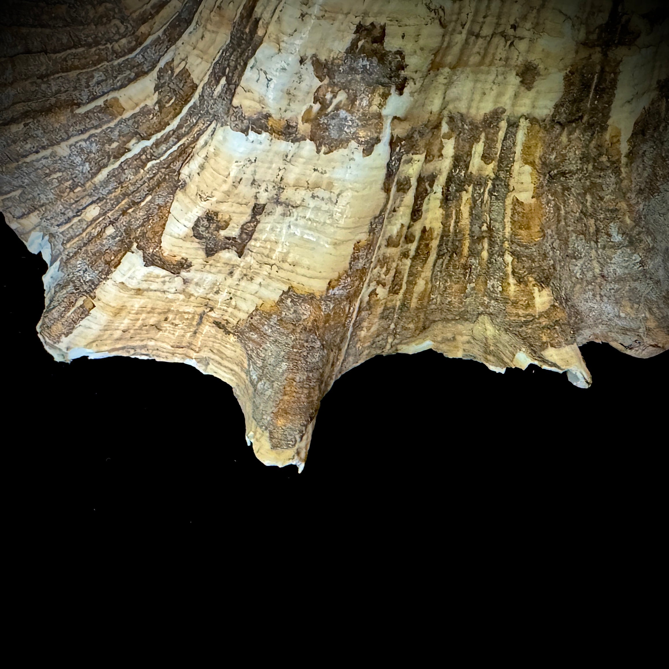 Large Seashell
