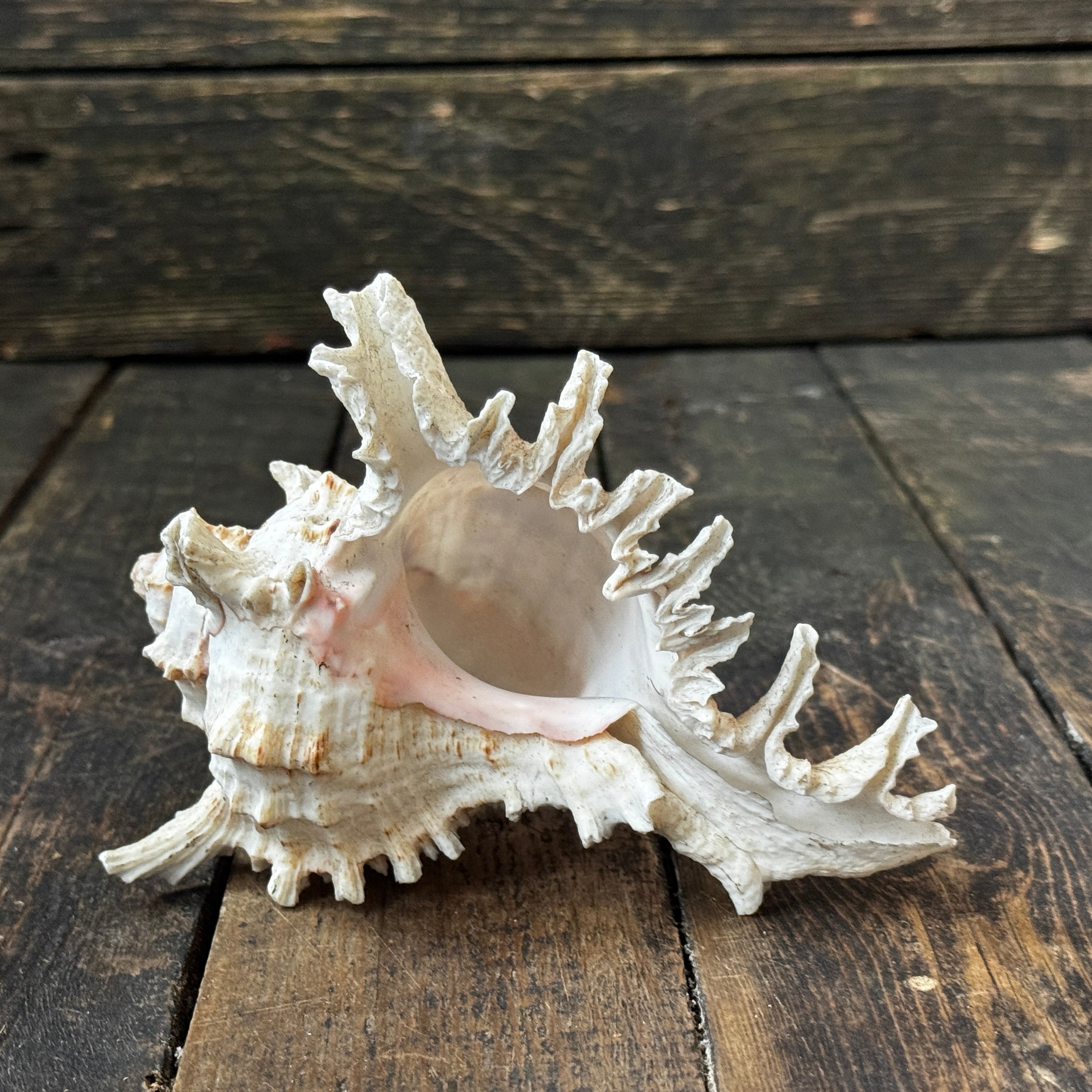 Large Murex Seashell