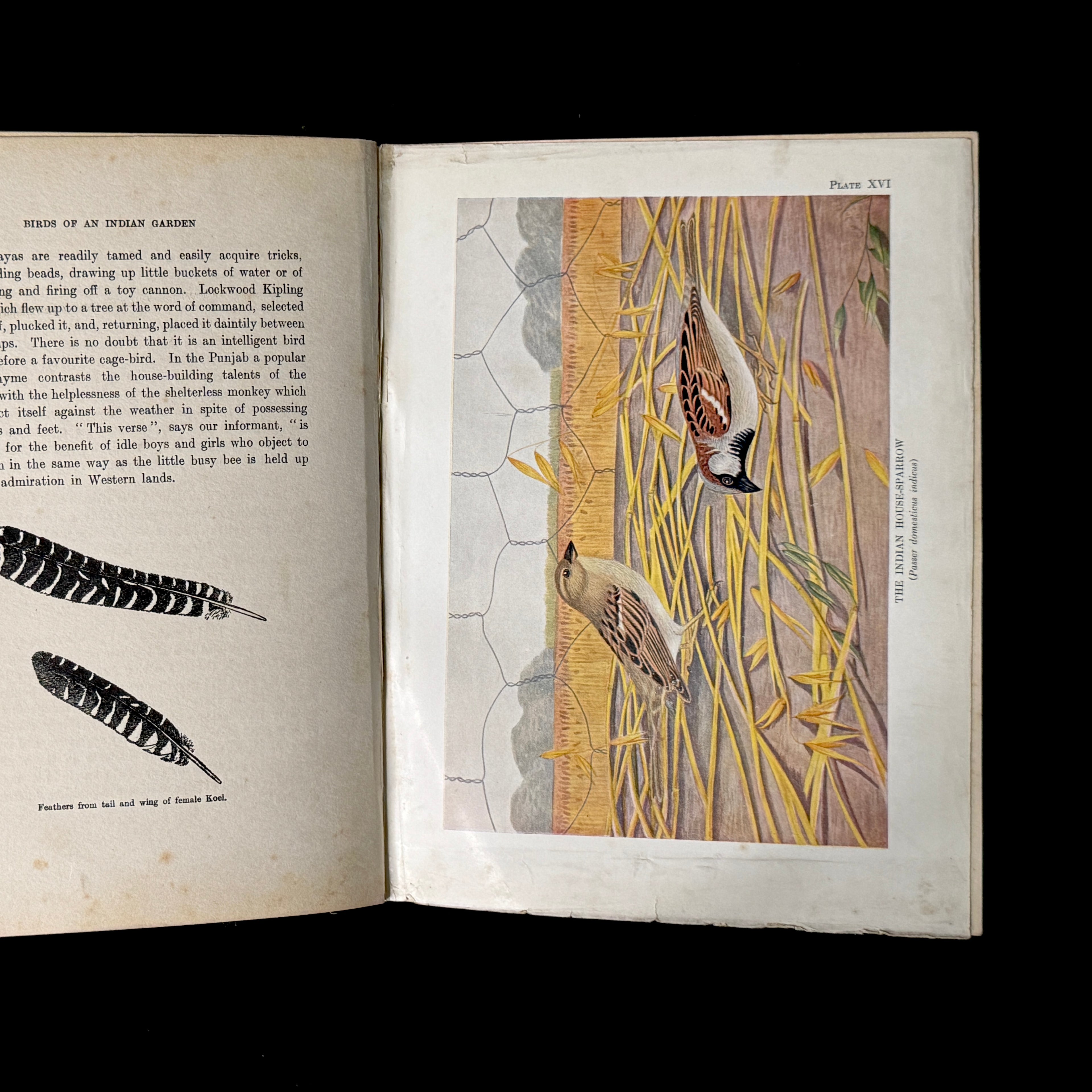 Birds of an Indian Garden (1936)