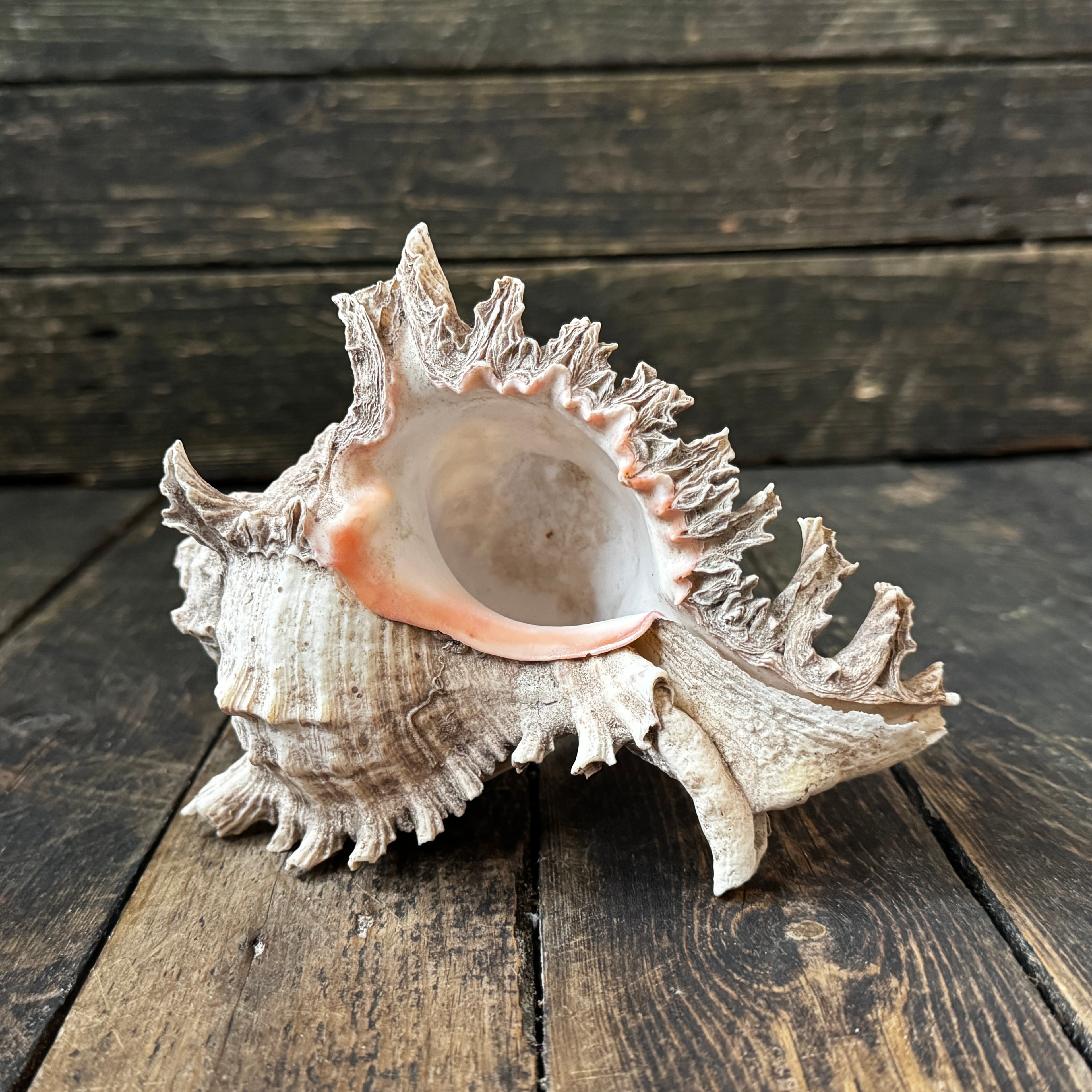 Large Murex Seashell