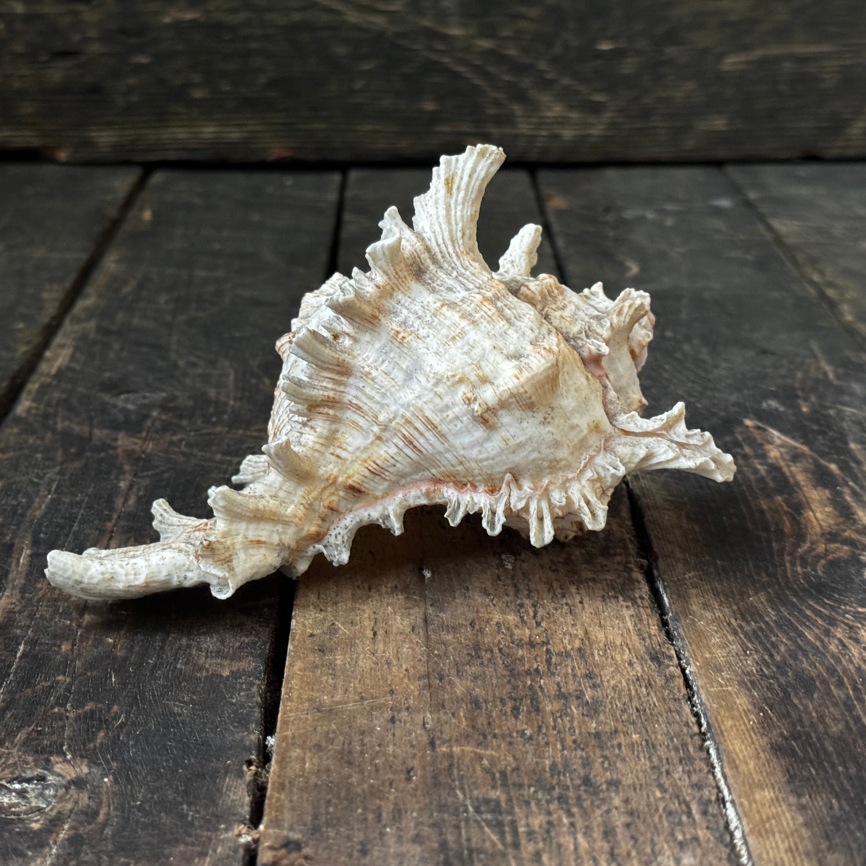 Large Murex Seashell
