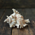 Large Murex Seashell