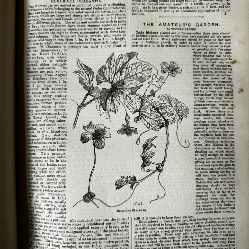 Leather bound Volume XII The Garden Illustrated Weekly
