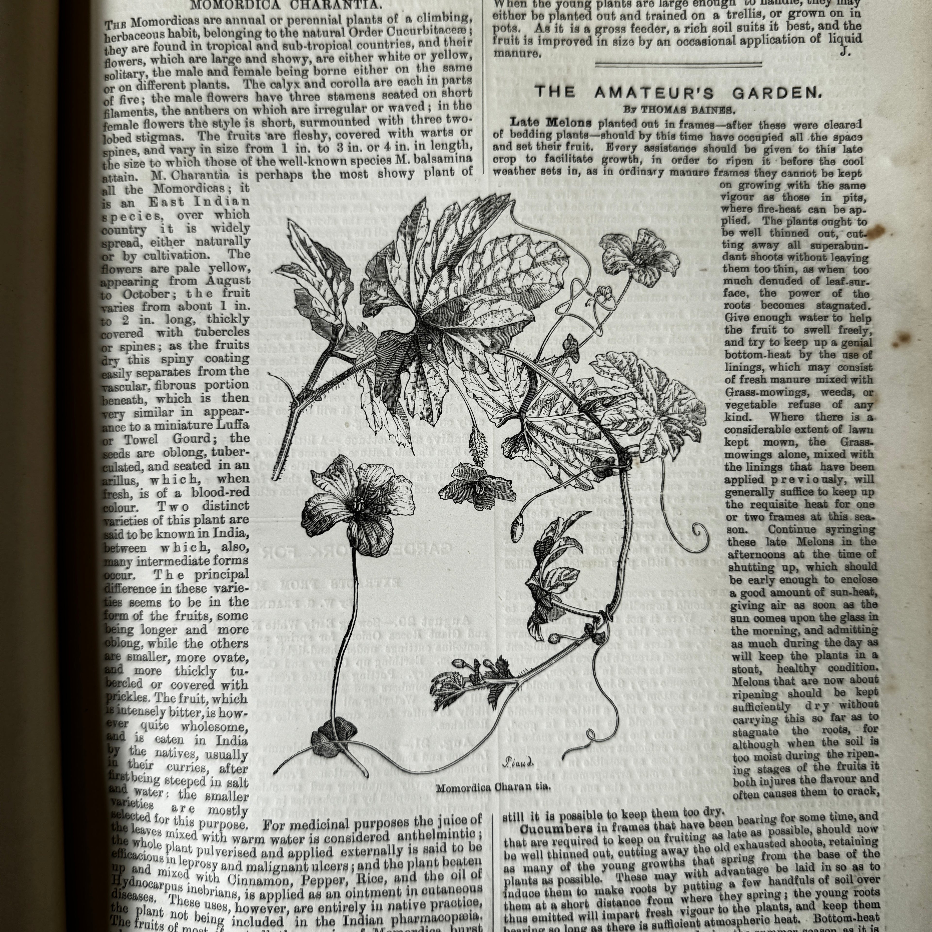 Leather bound Volume XII The Garden Illustrated Weekly