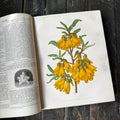 Leather bound Volume XII The Garden Illustrated Weekly