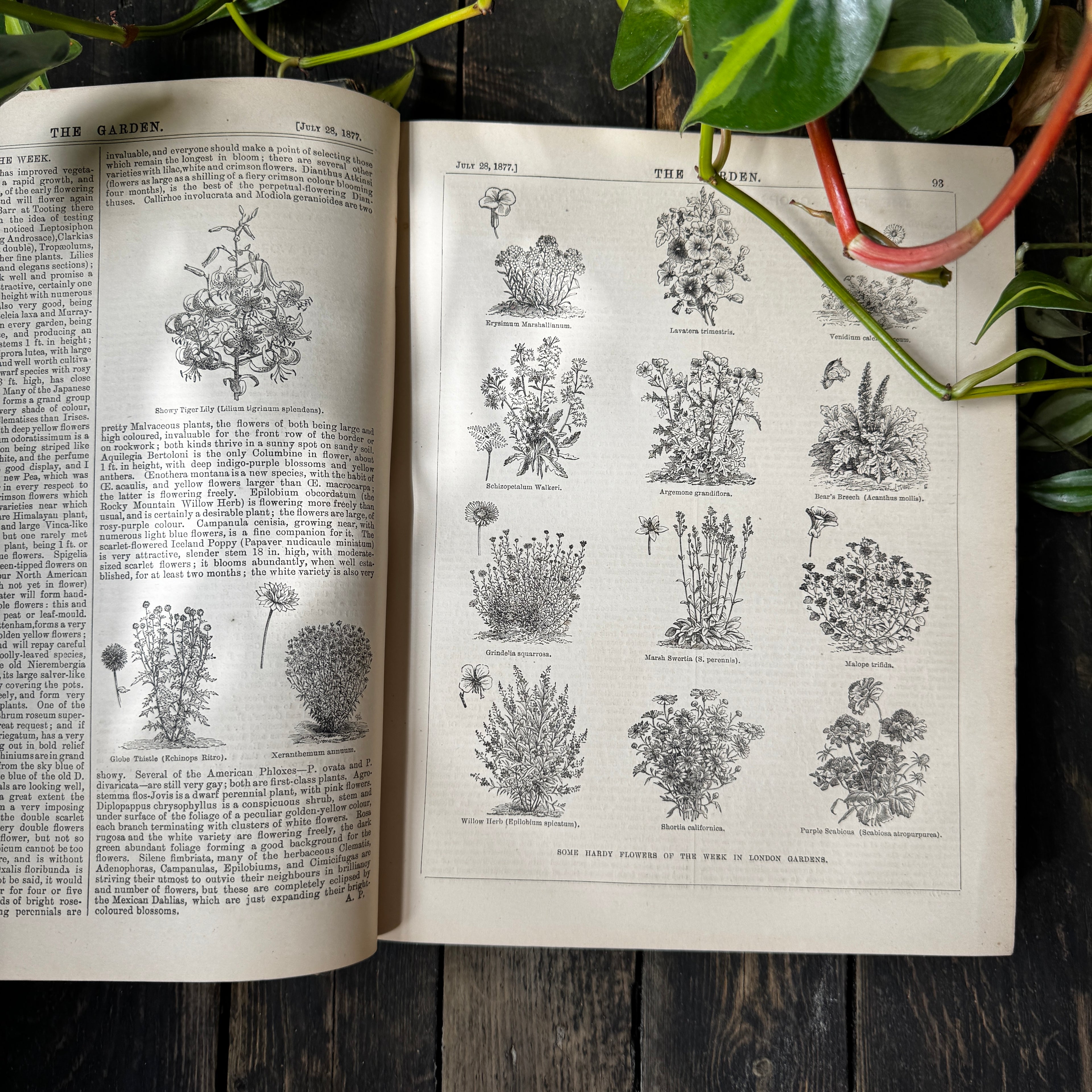 Leather bound Volume XII The Garden Illustrated Weekly