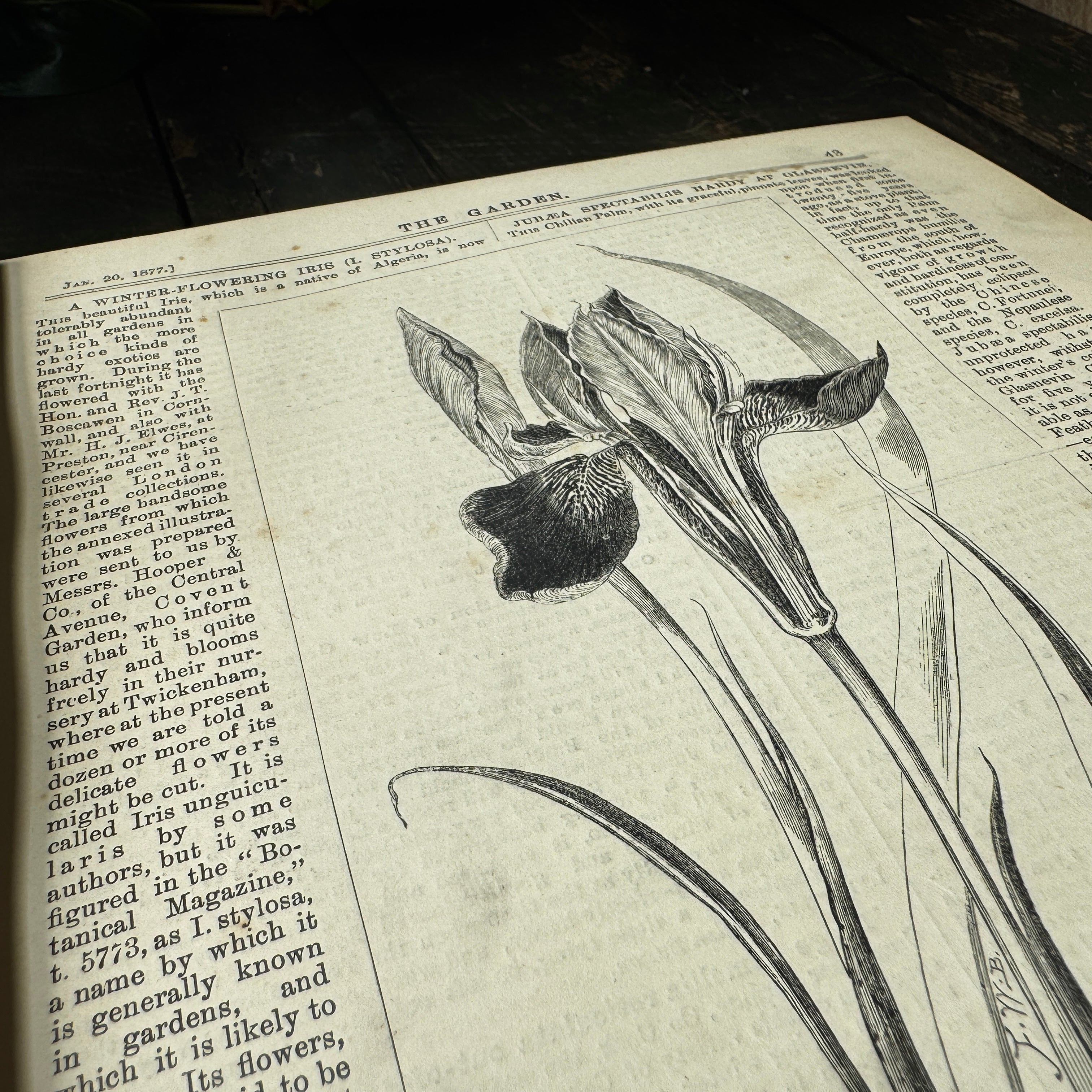 Leather bound Volume XI The Garden Illustrated Weekly, 1877