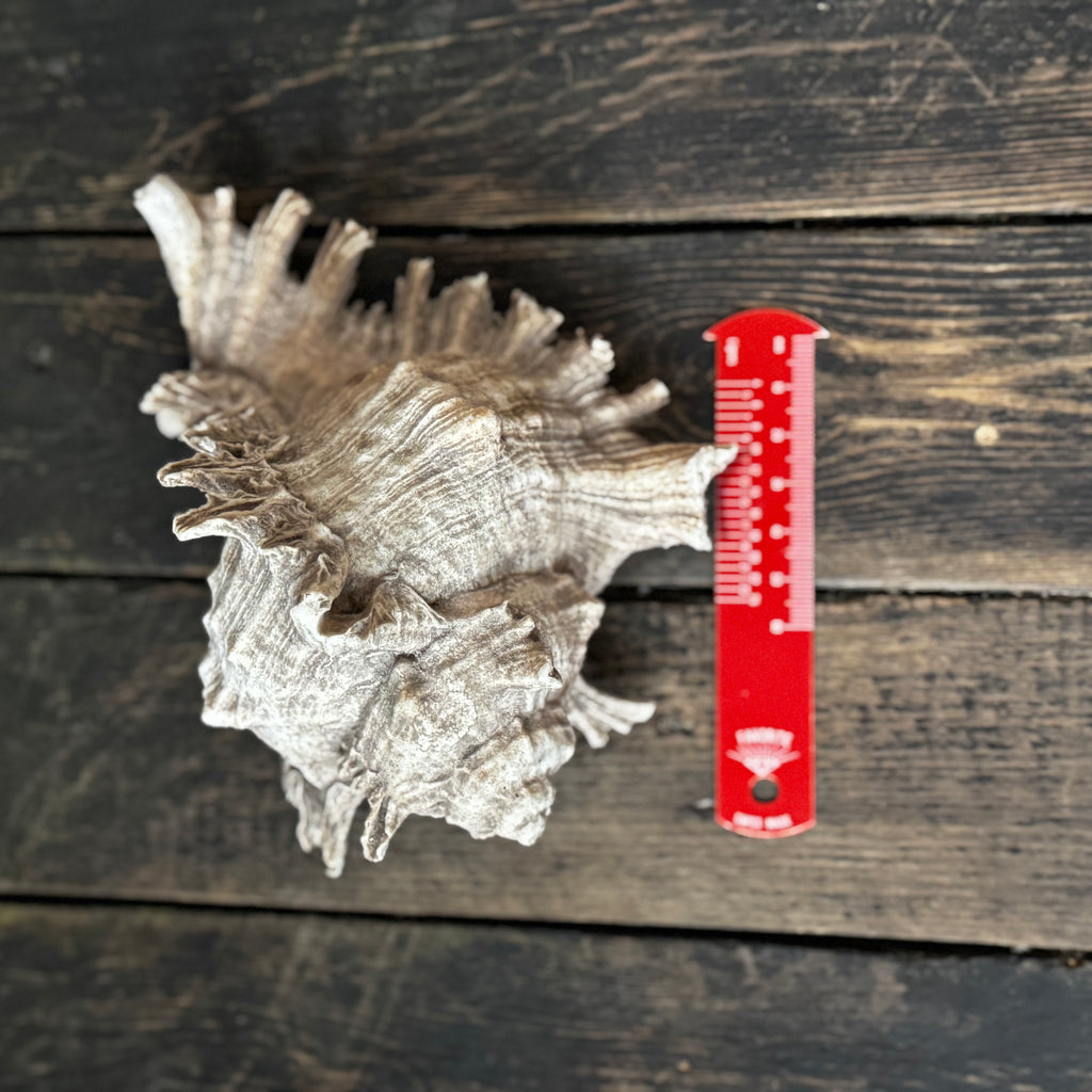 Large Murex Seashell