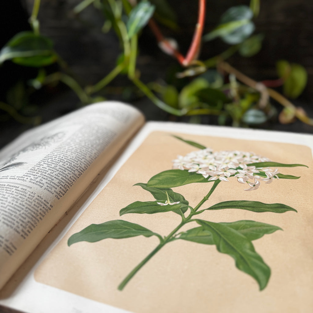 Leather bound Volume XII The Garden Illustrated Weekly