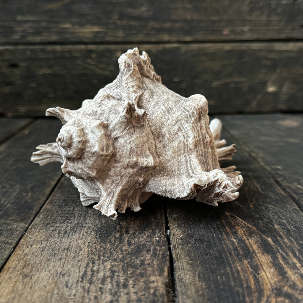 Large Murex Seashell