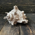 Large Murex Seashell