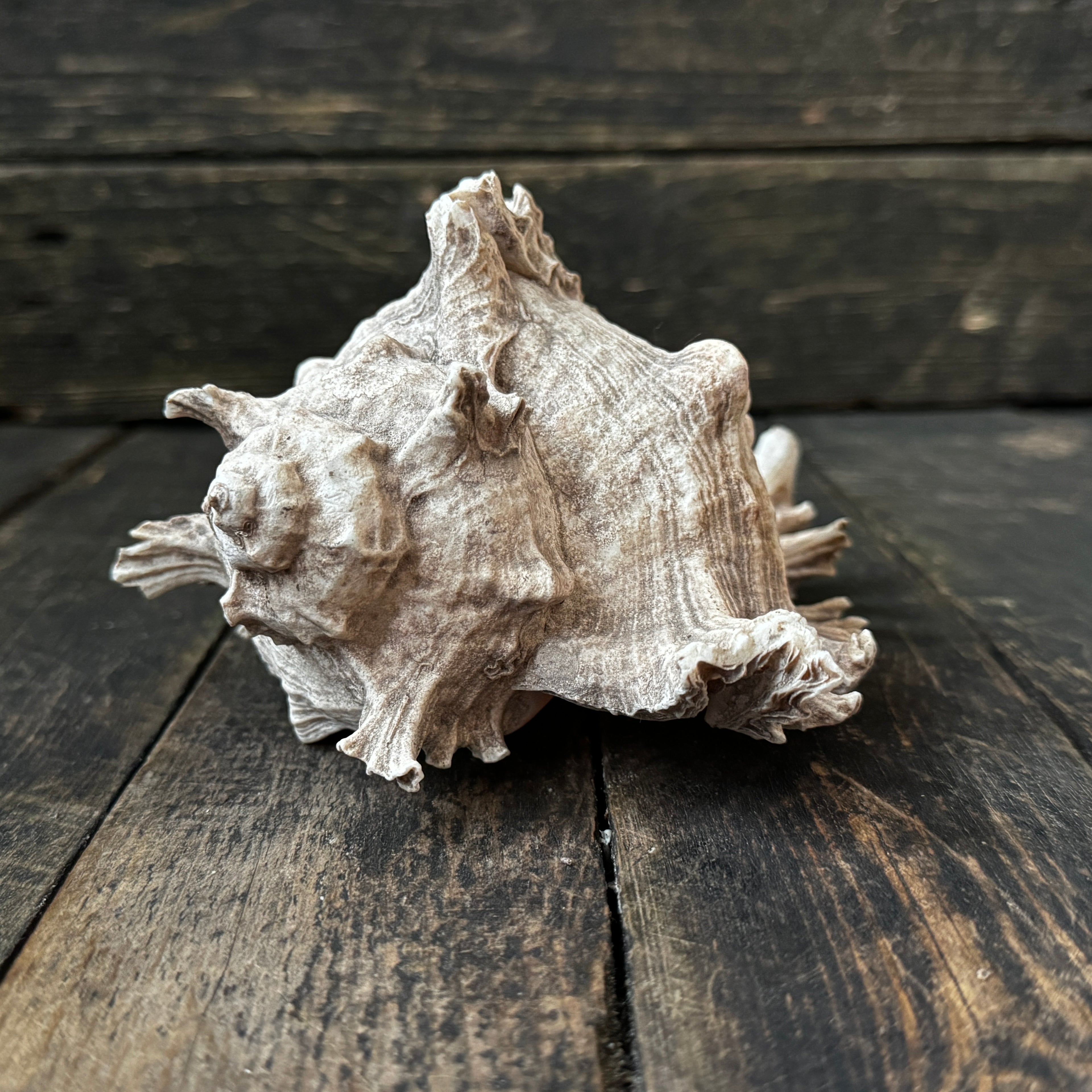 Large Murex Seashell