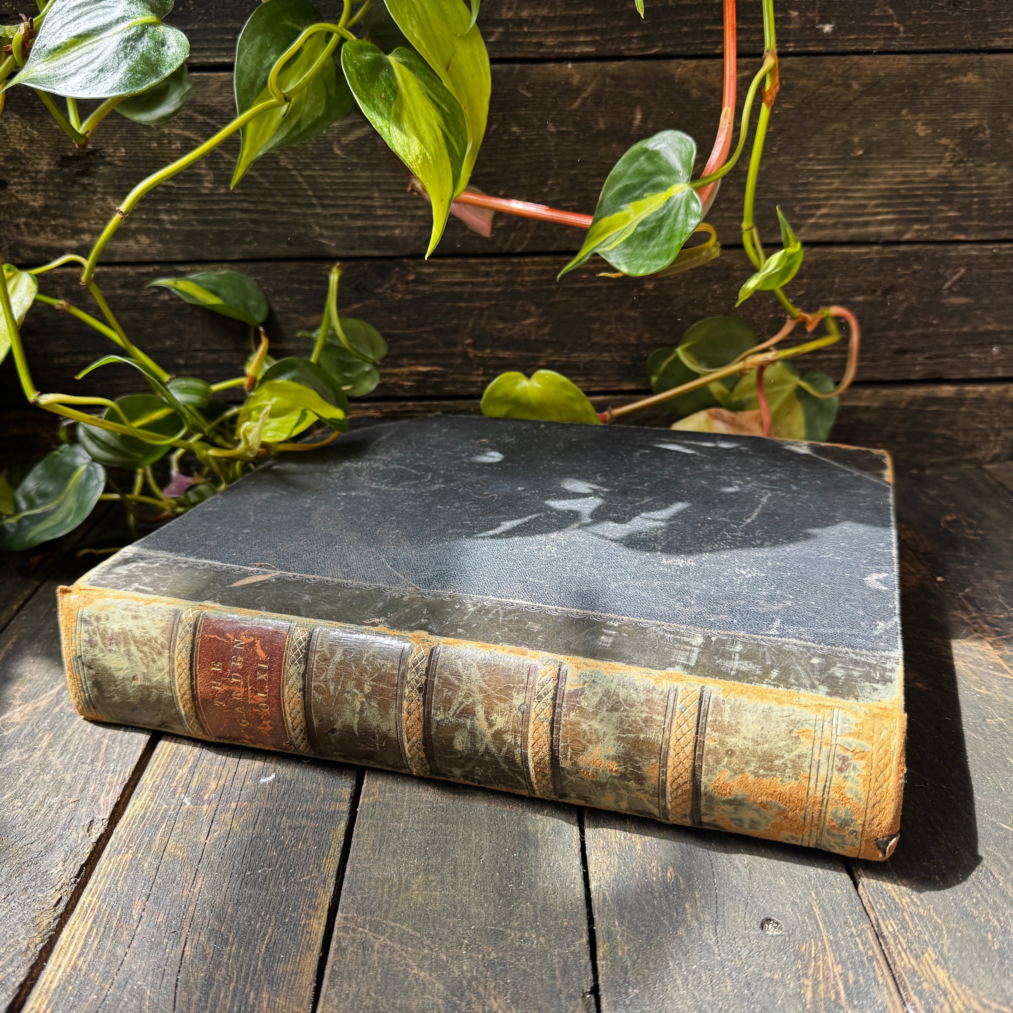 Leather bound Volume XI The Garden Illustrated Weekly, 1877