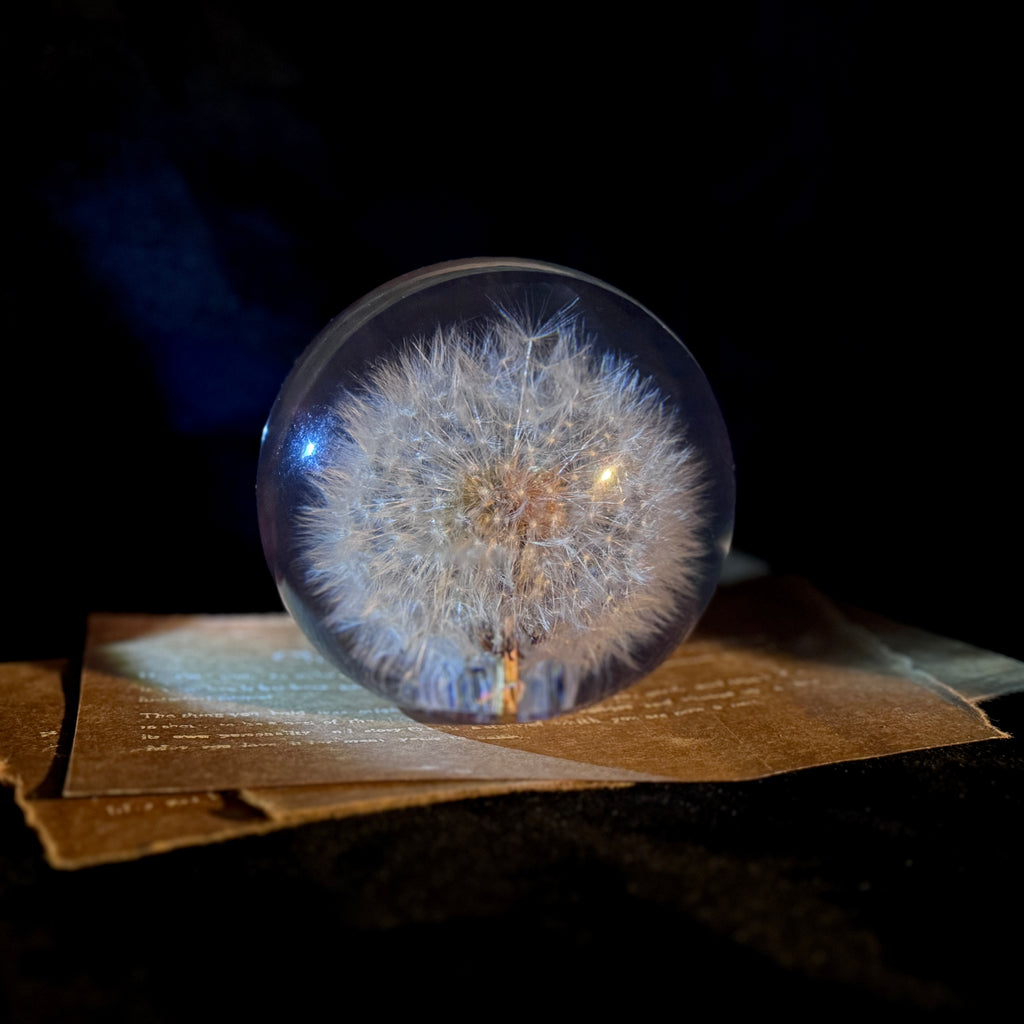 Lucite paperweight encasing real dandelion