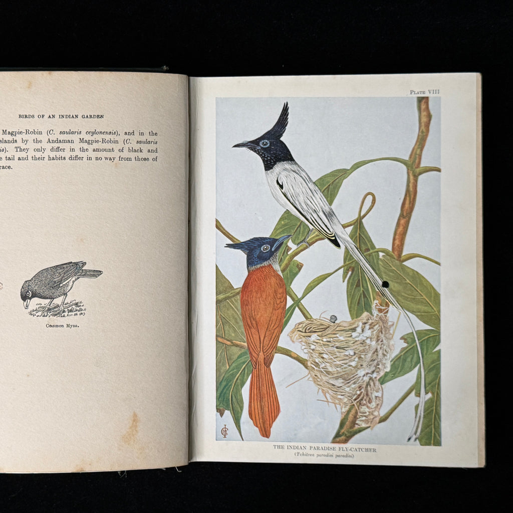 Birds of an Indian Garden (1936)