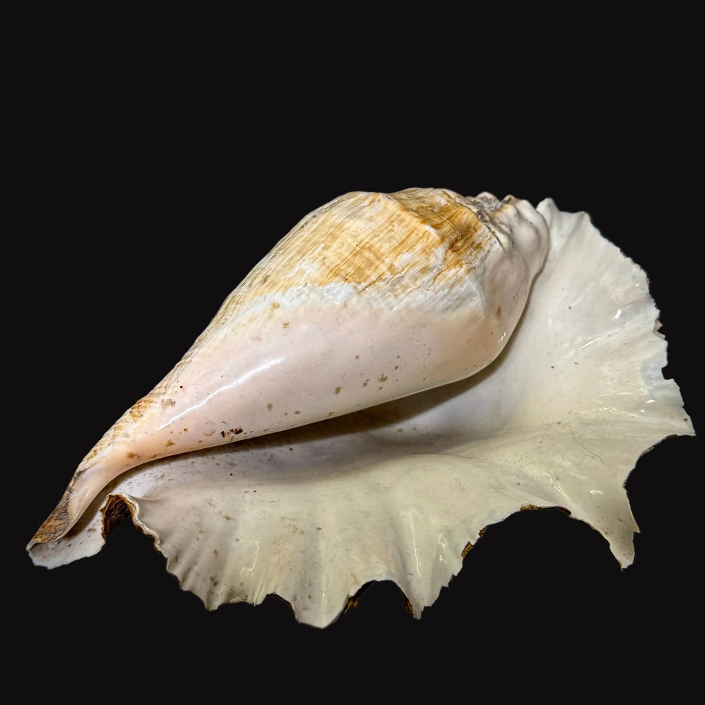 Large Seashell