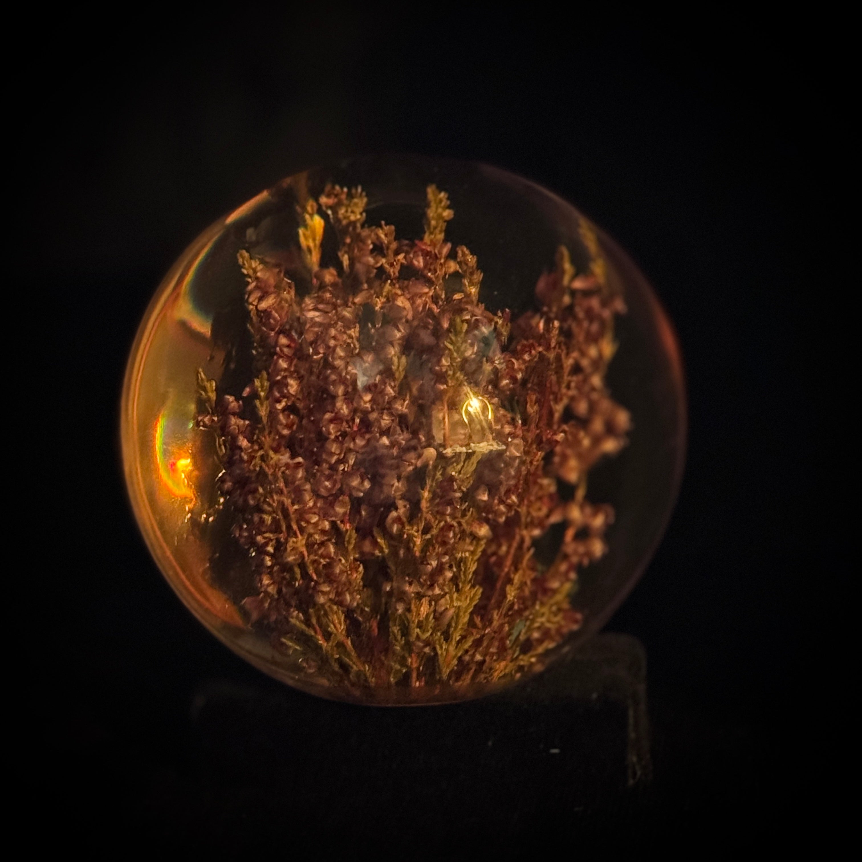 Lucite paperweight encasing real heather plant