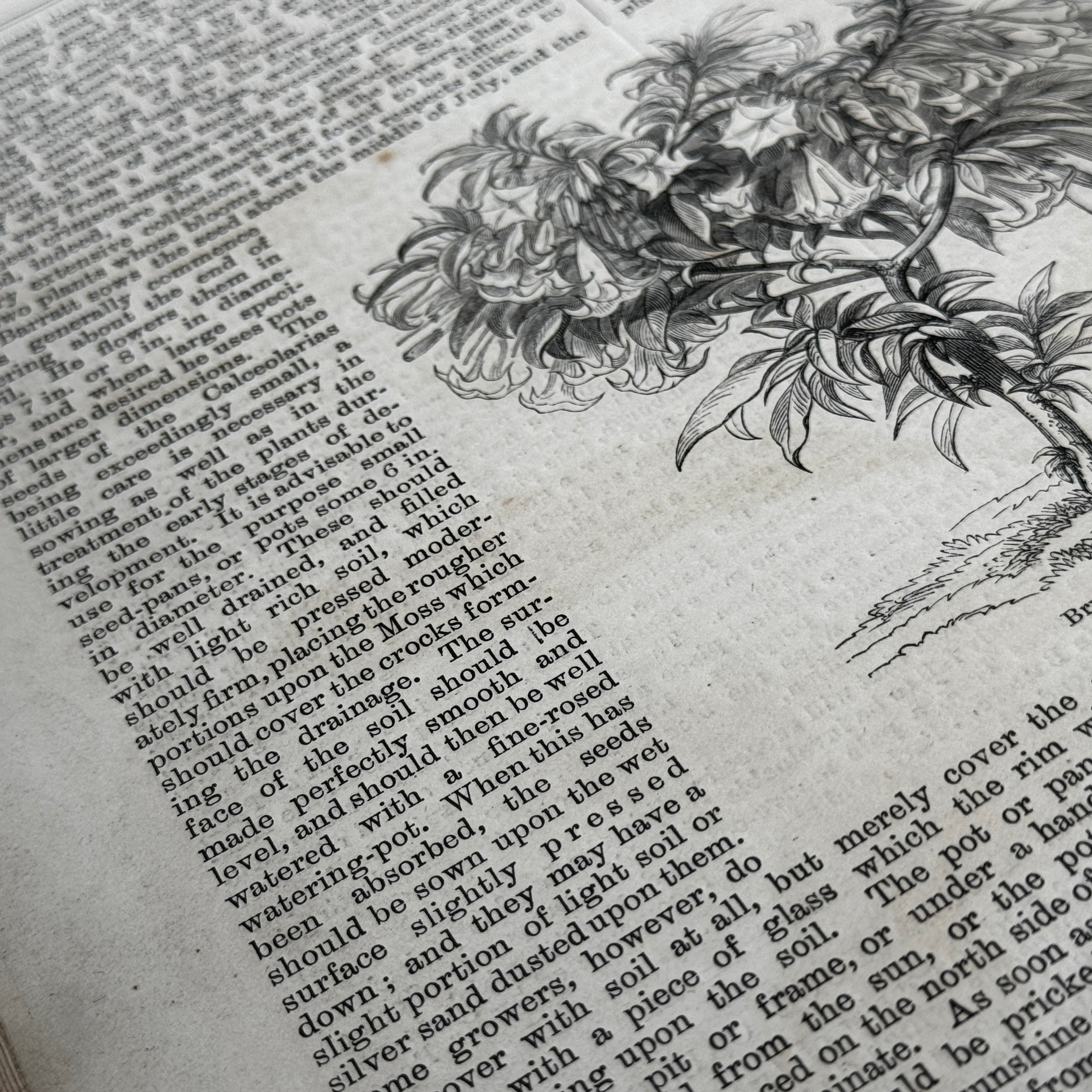 Leather bound Volume XII The Garden Illustrated Weekly