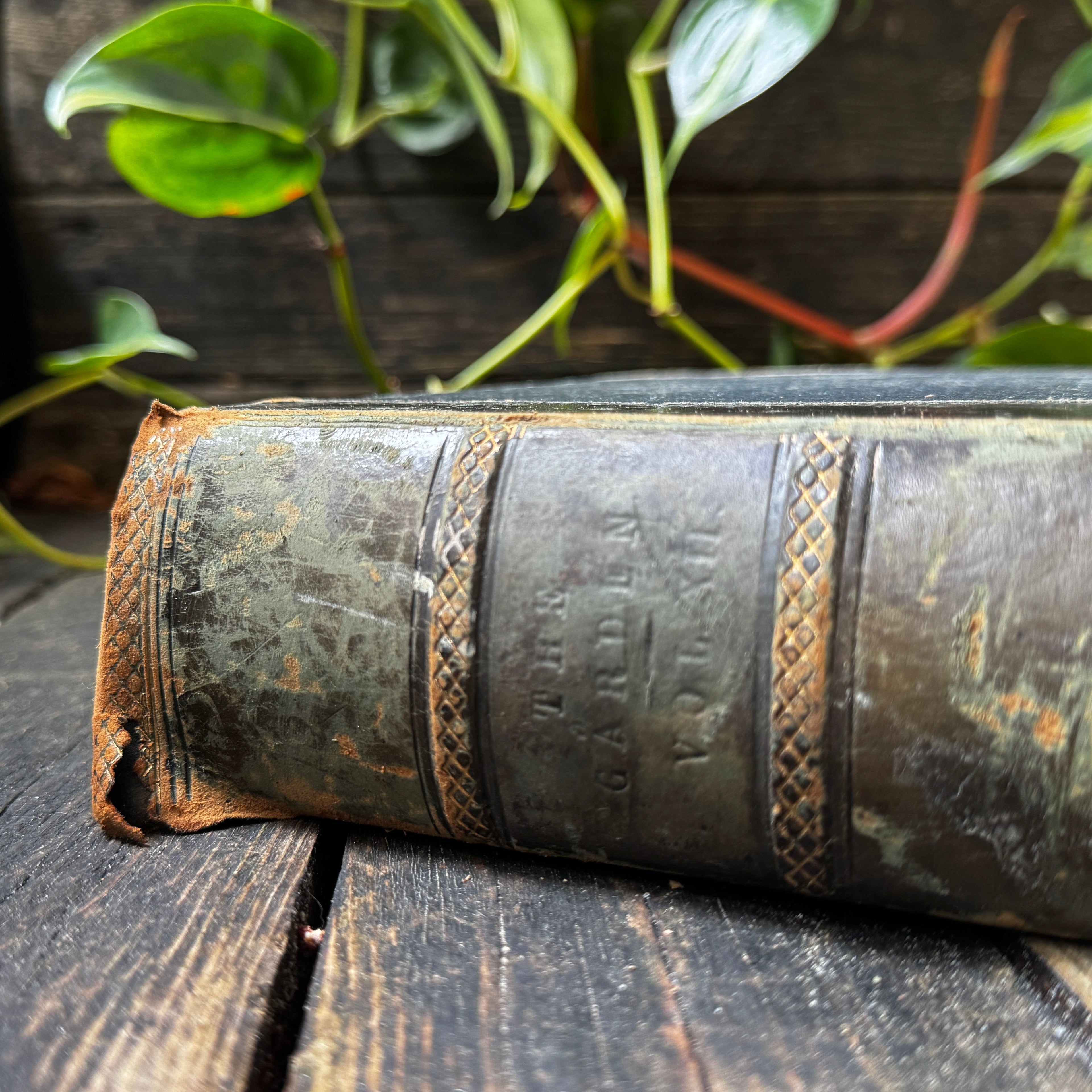 Leather bound Volume XII The Garden Illustrated Weekly