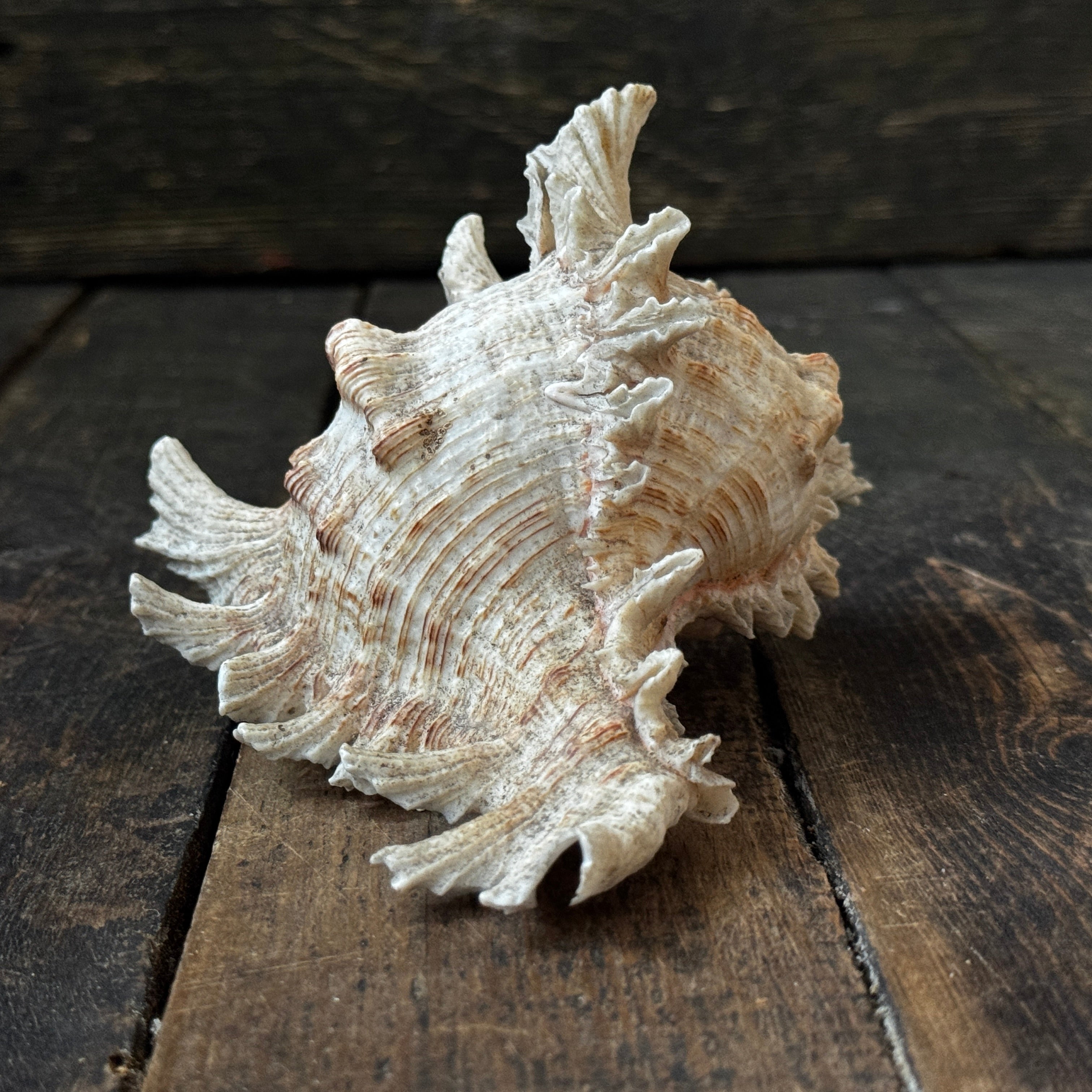 Large Murex Seashell