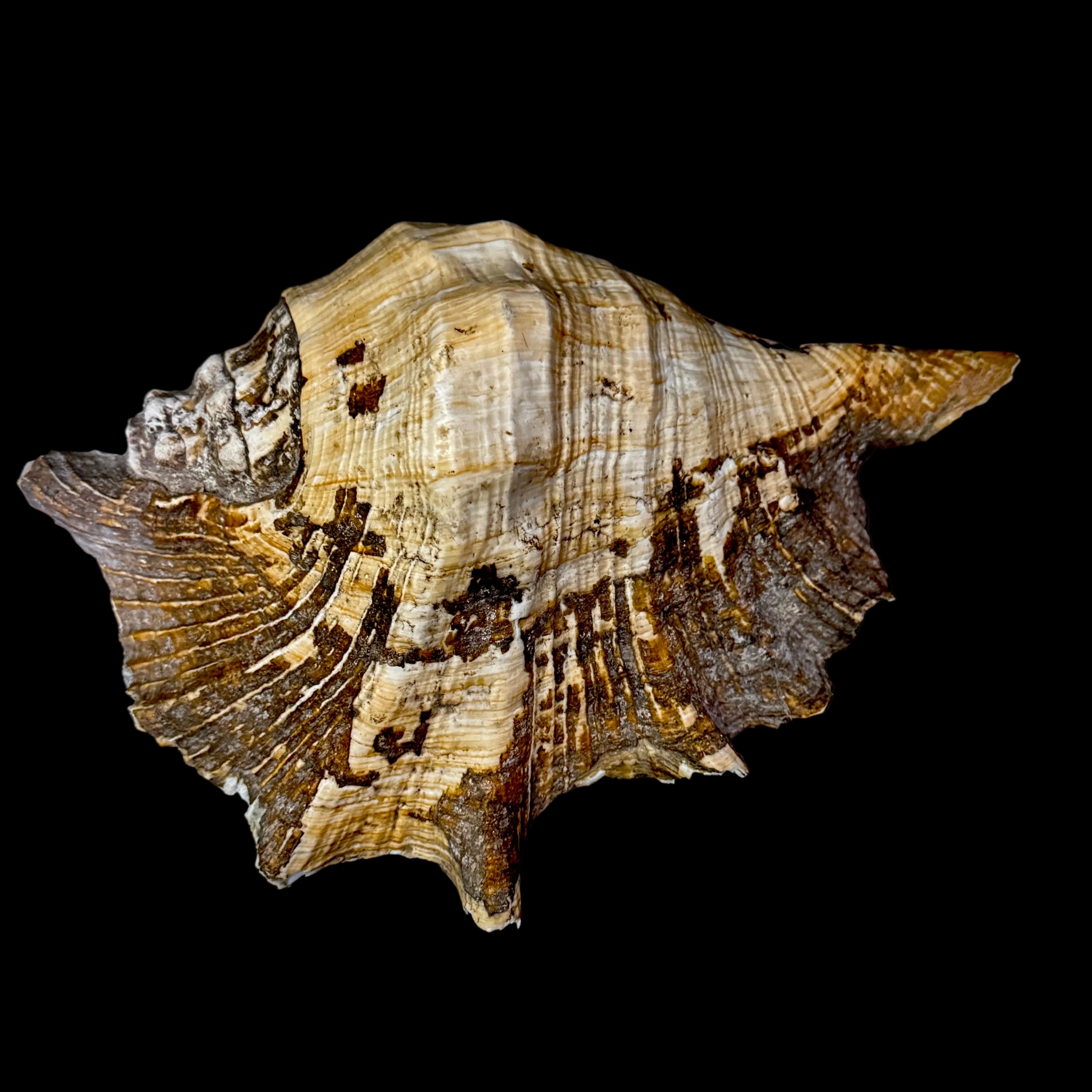 Large Seashell