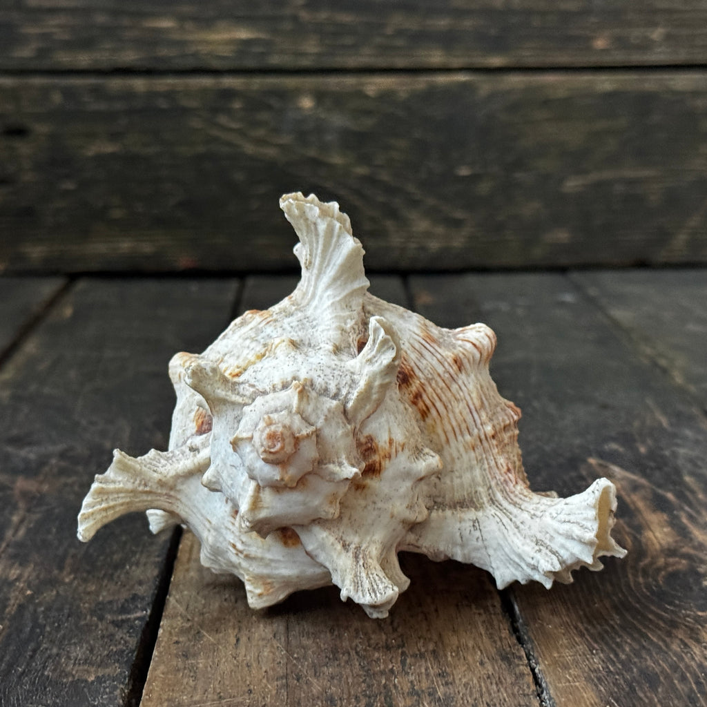 Large Murex Seashell