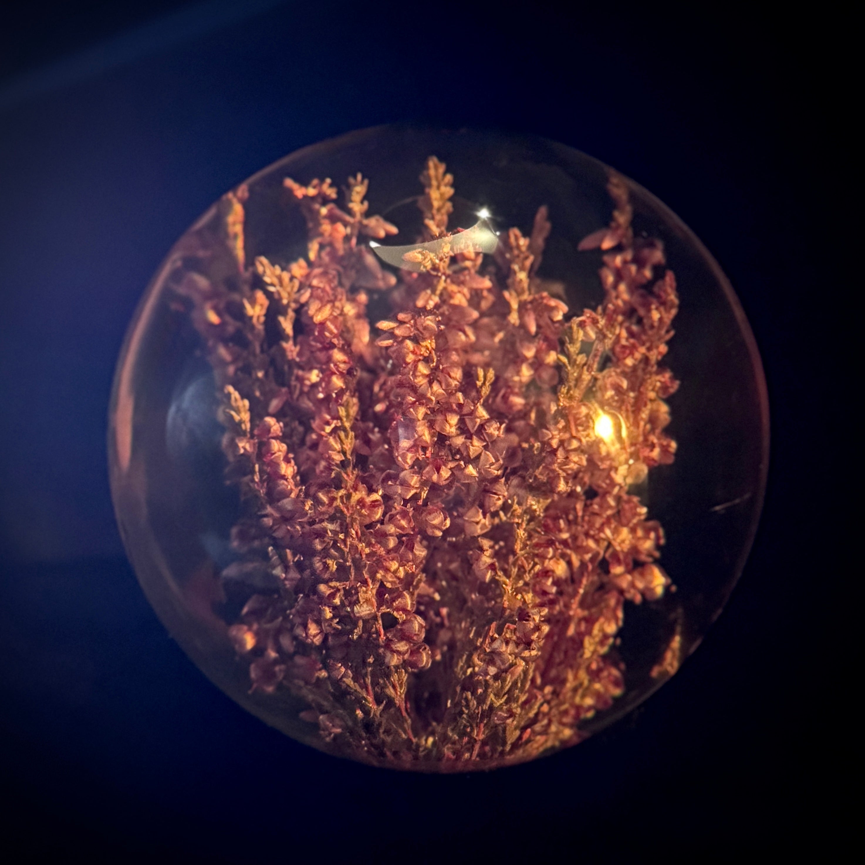Lucite paperweight encasing real heather plant