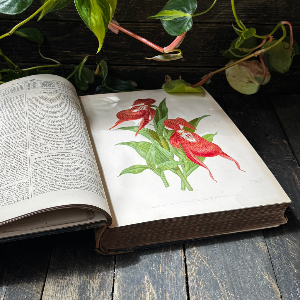 Leather bound Volume XI The Garden Illustrated Weekly, 1877