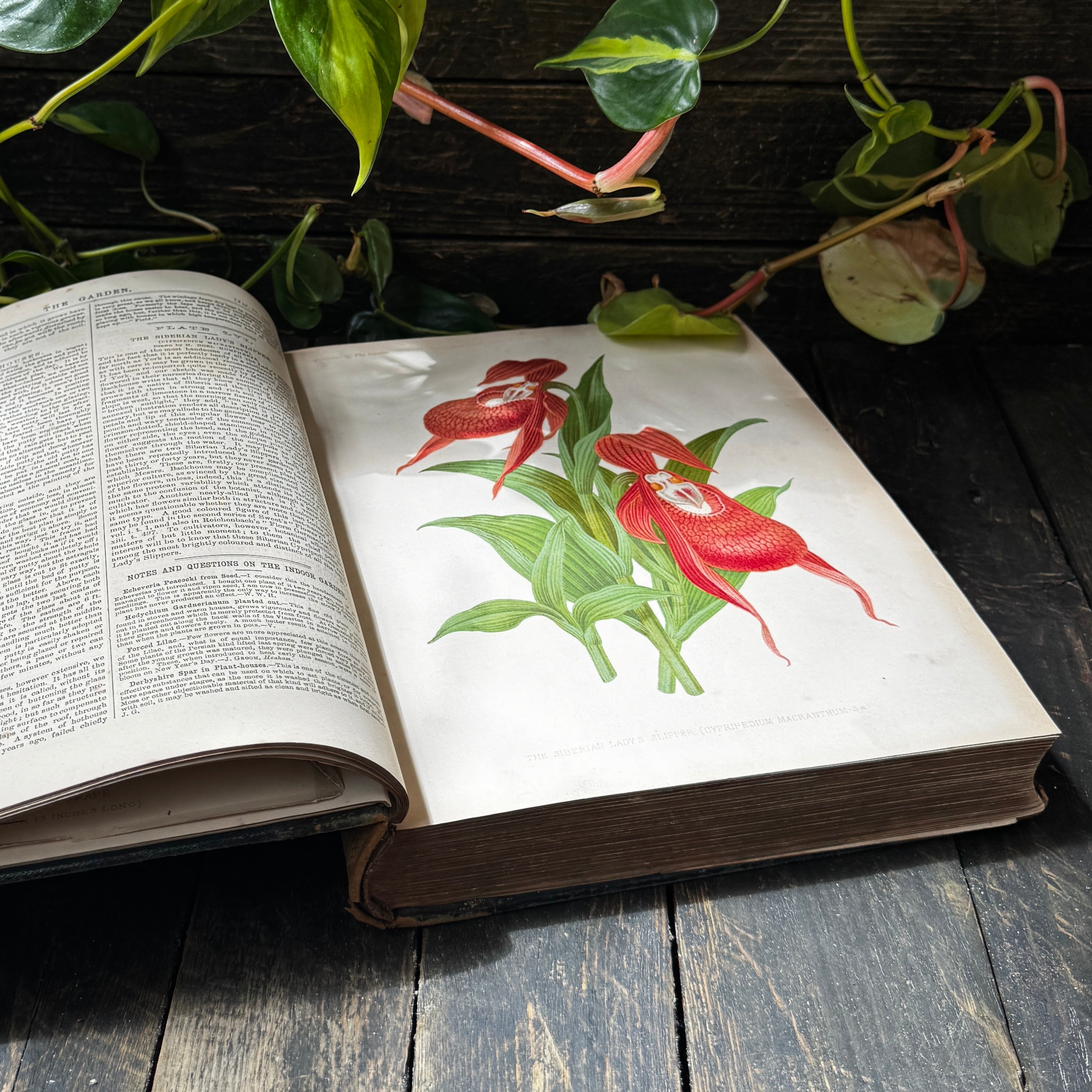 Leather bound Volume XI The Garden Illustrated Weekly, 1877