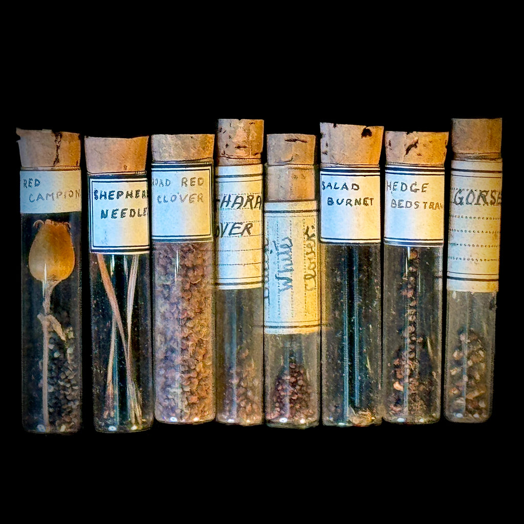 Antique botany collection of seed samples in glass vials, stored (as found) in cigarette box