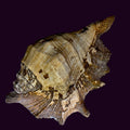 Large Seashell
