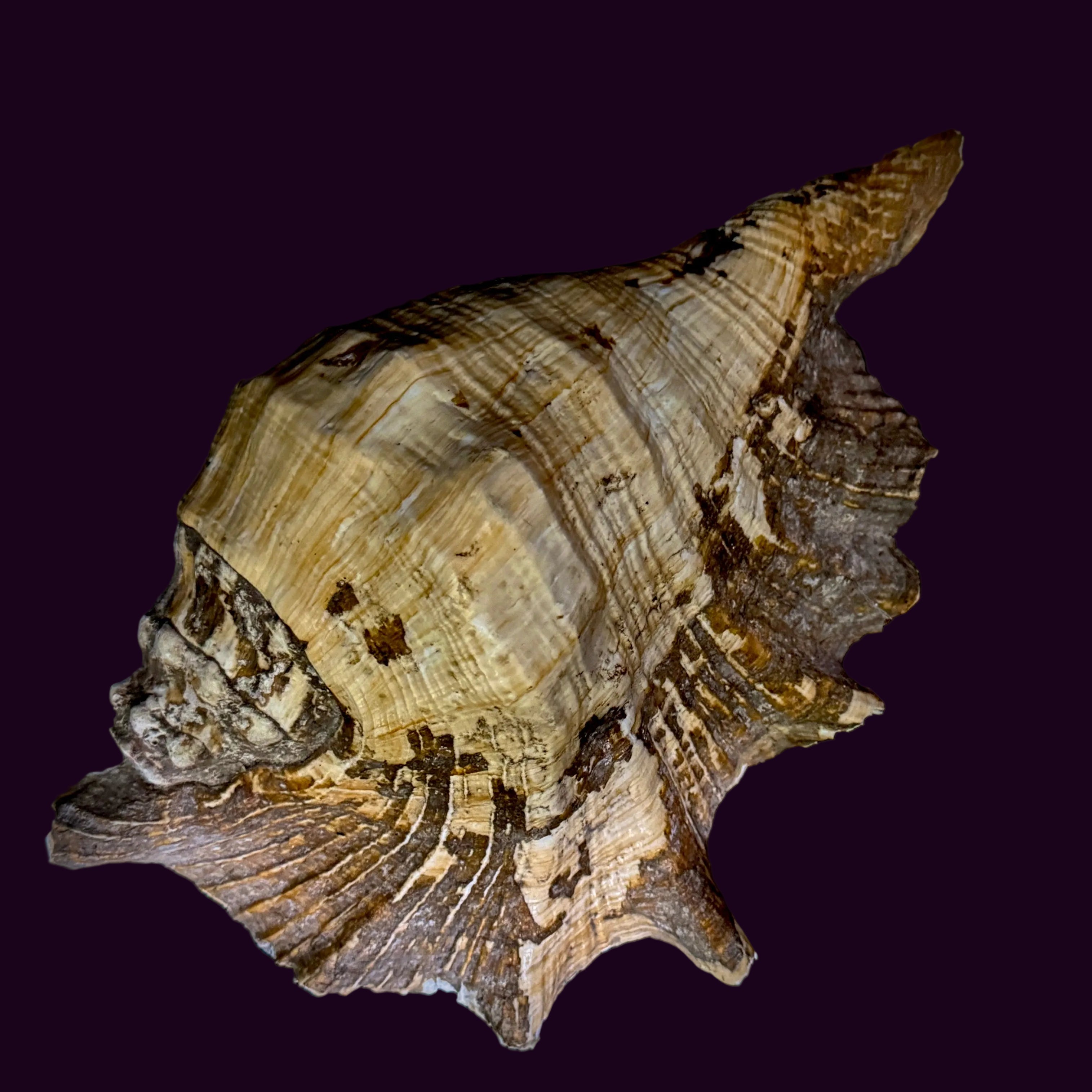 Large Seashell