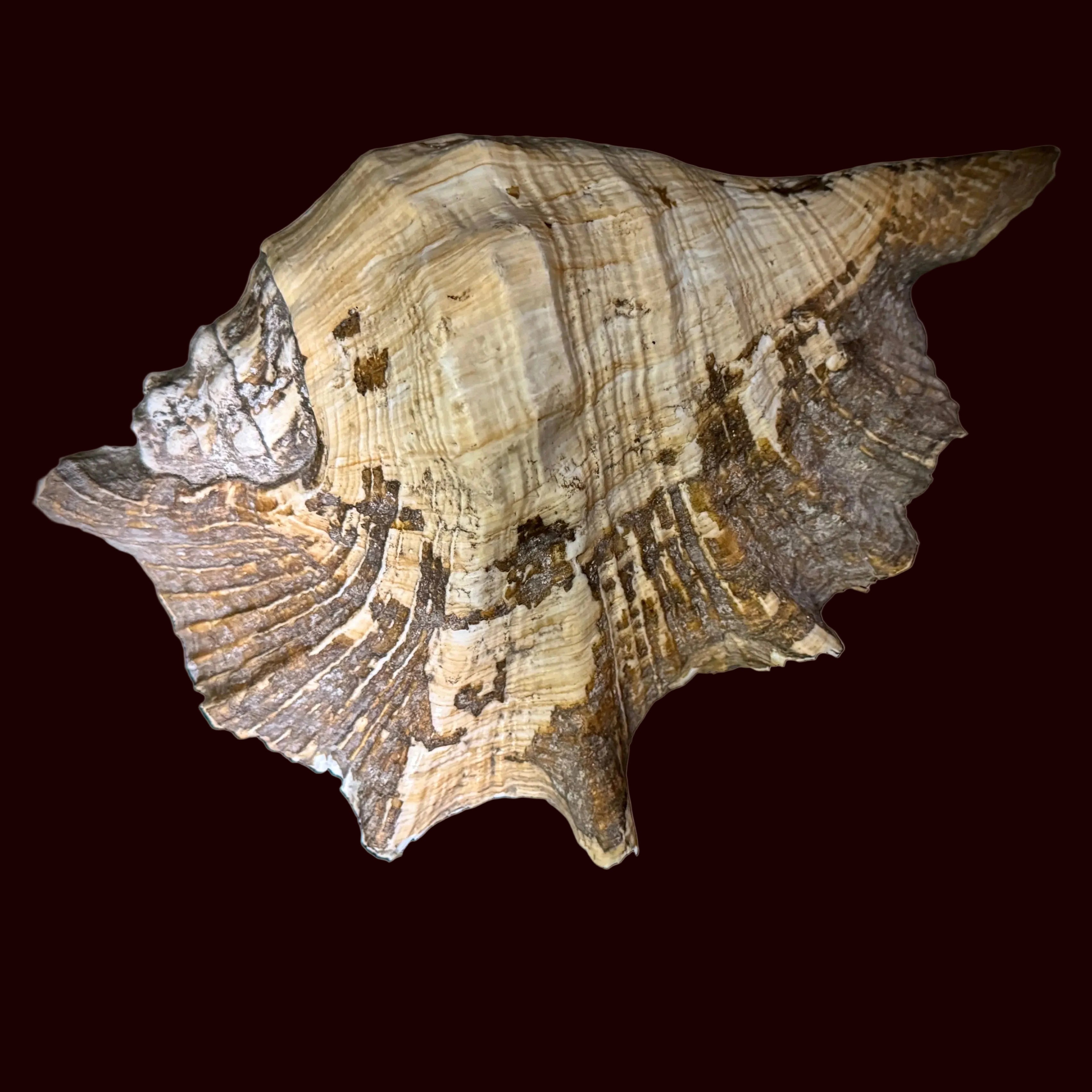 Large Seashell