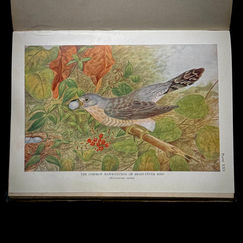 Birds of an Indian Garden (1936)