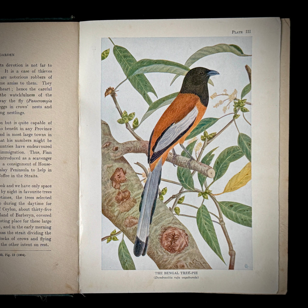 Birds of an Indian Garden (1936)
