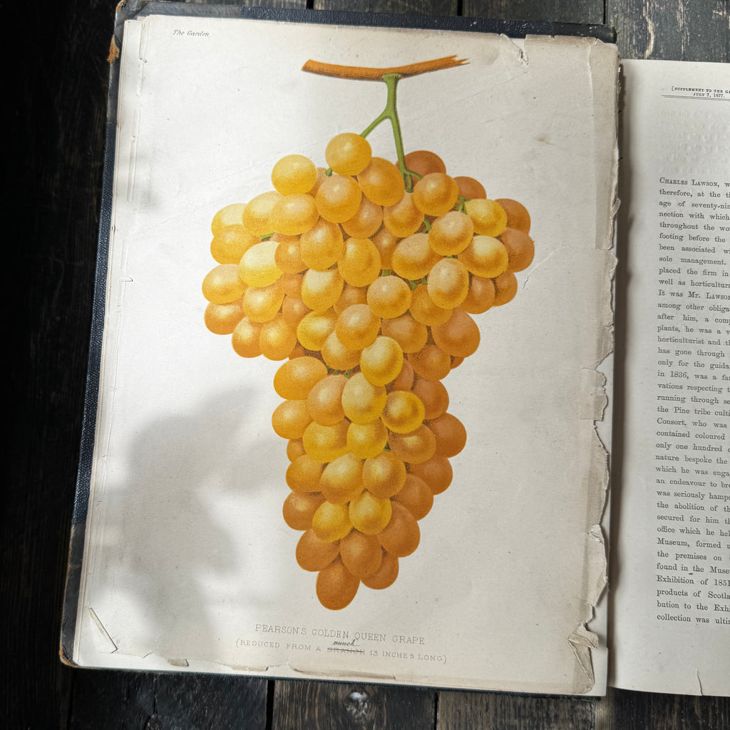 Leather bound Volume XI The Garden Illustrated Weekly, 1877