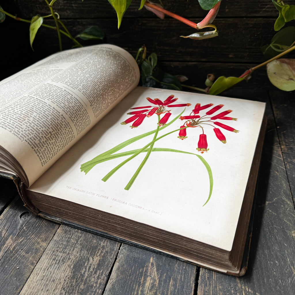 Leather bound Volume XI The Garden Illustrated Weekly, 1877