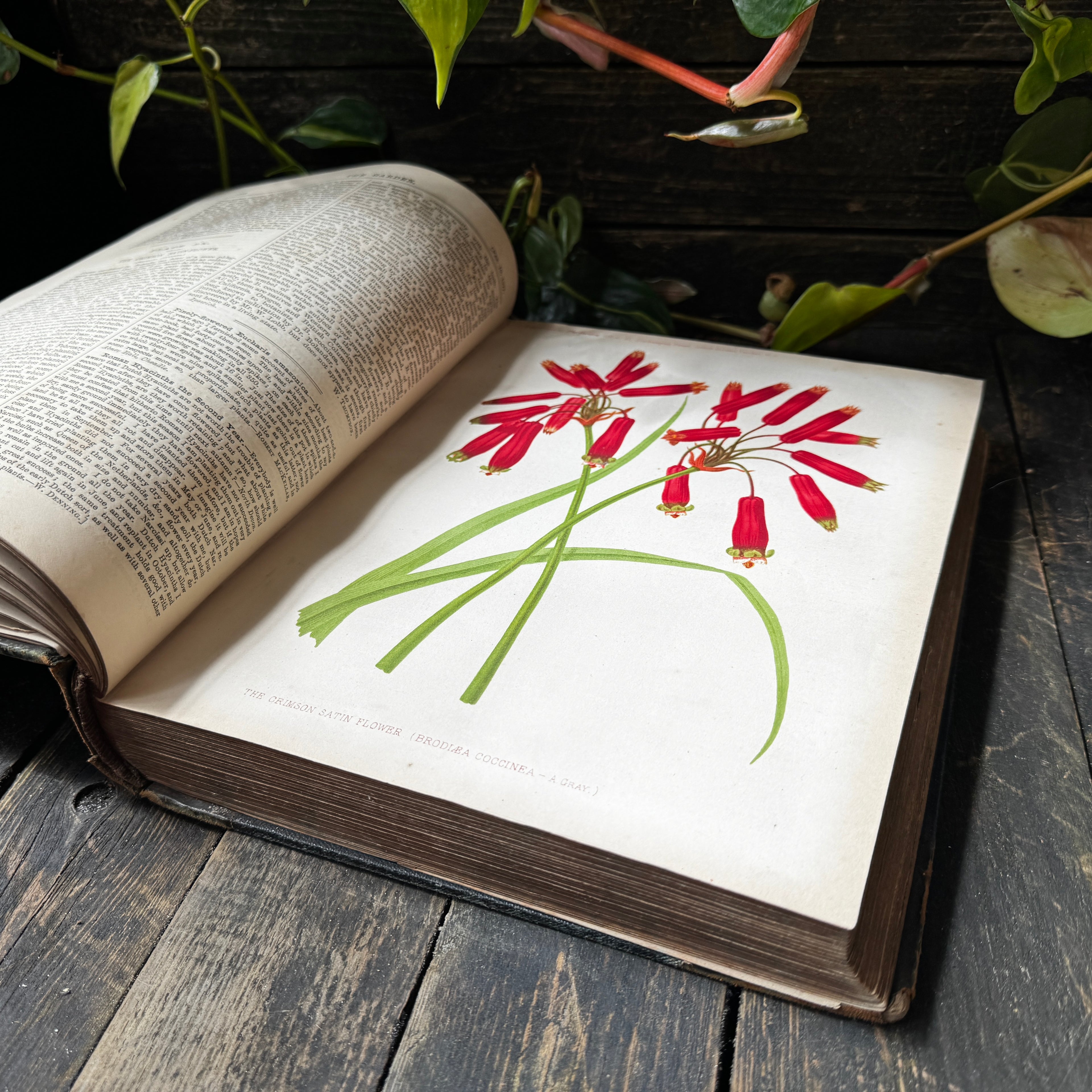 Leather bound Volume XI The Garden Illustrated Weekly, 1877