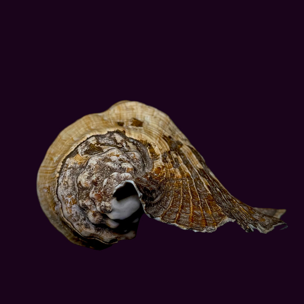 Large Seashell