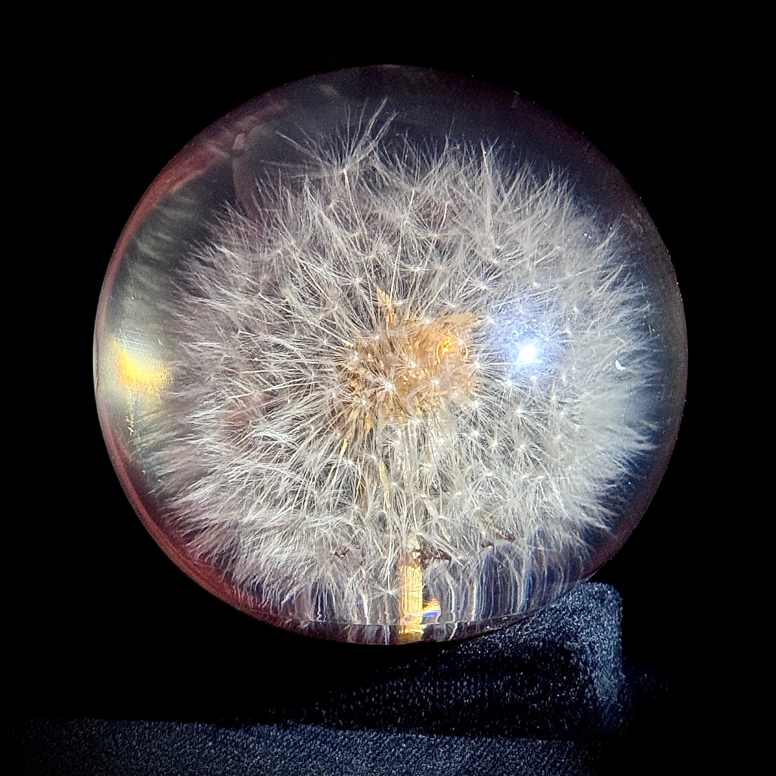 Lucite paperweight encasing real dandelion